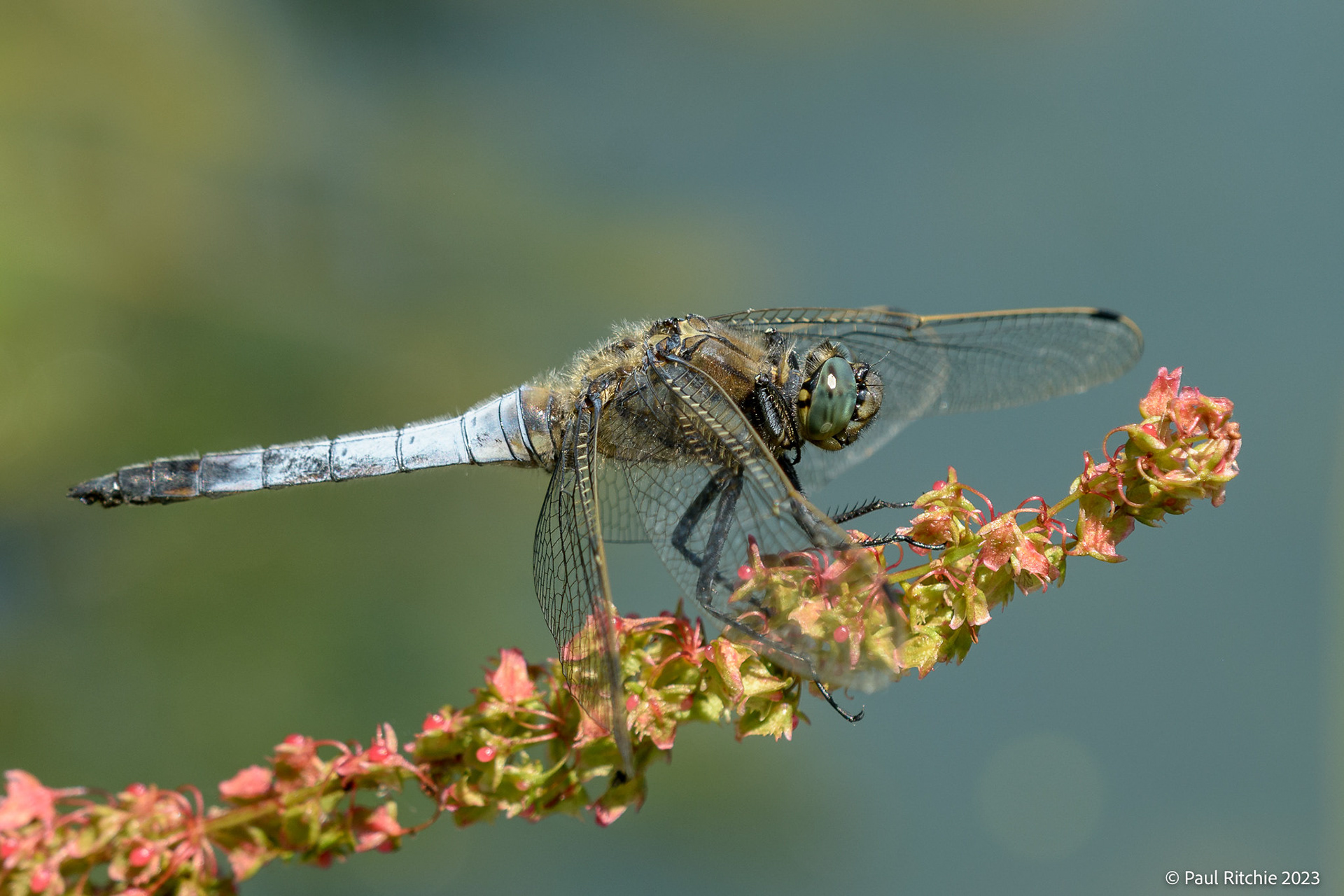 Black-tailed Skimmer (Orthetrum cancellatum)
