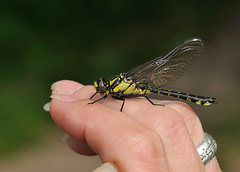 Common Clubtail