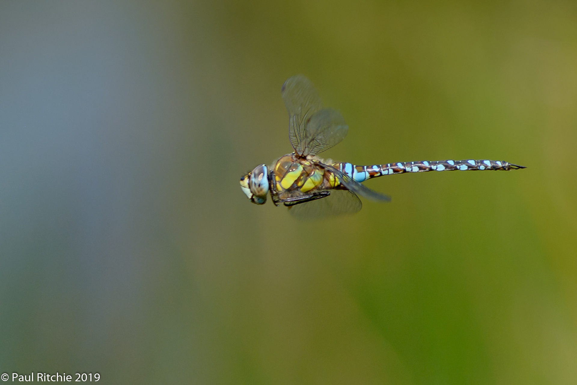 Migrant Hawker (Aeshna mixta)