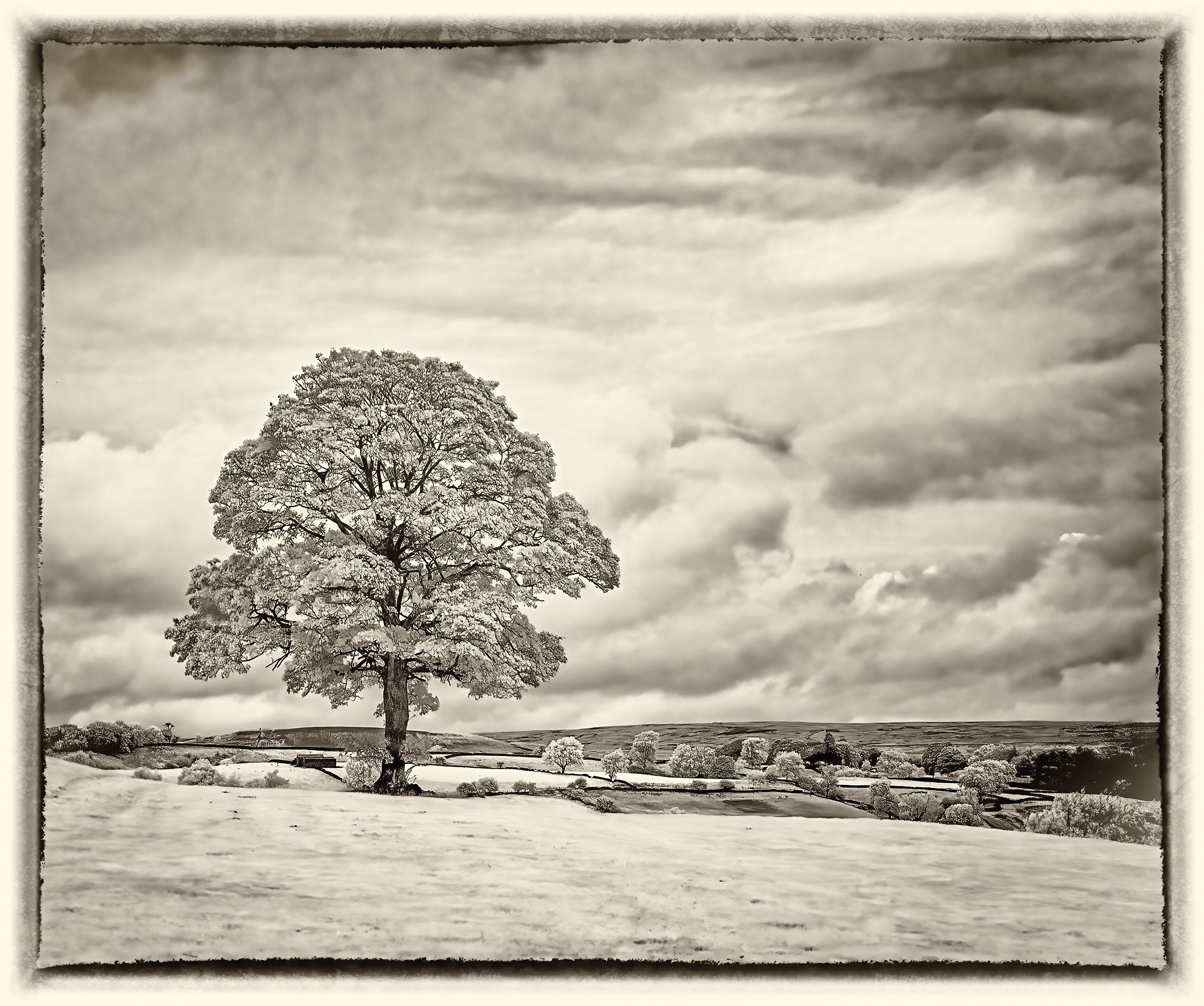 Lone Tree, Newbiggin, Yorkshire (07-11-22, 8)
