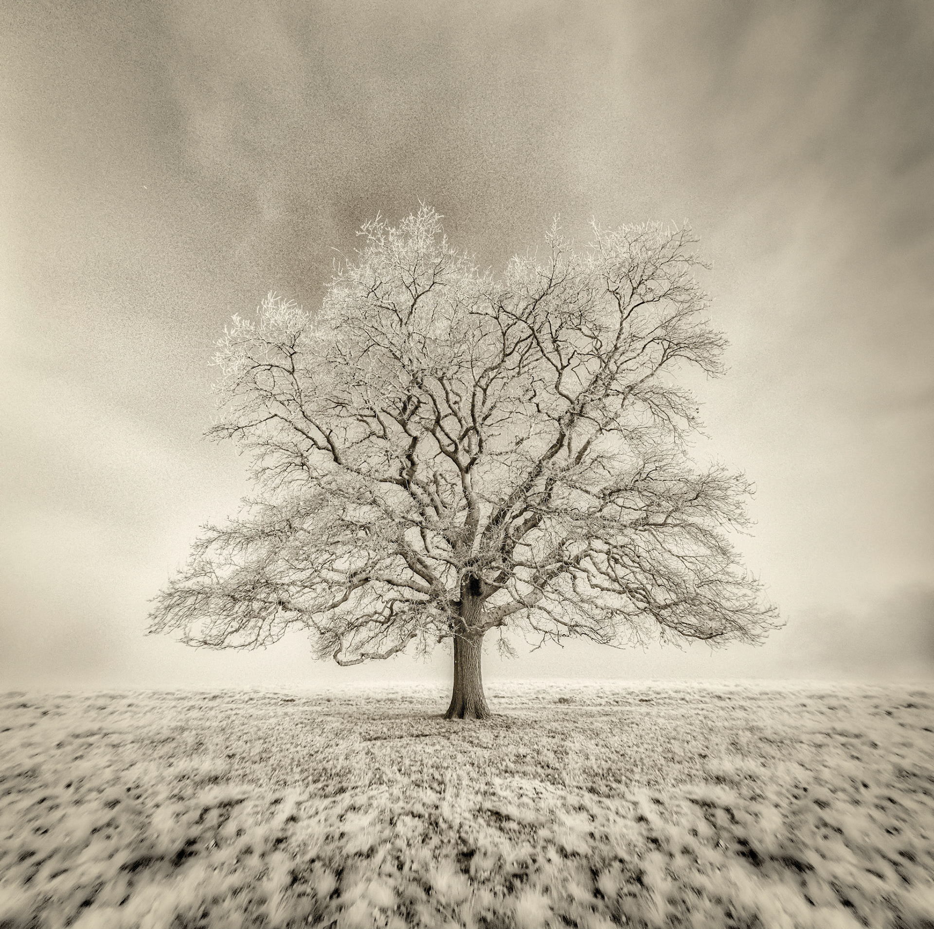 Lone Tree (21-02-22, 10)