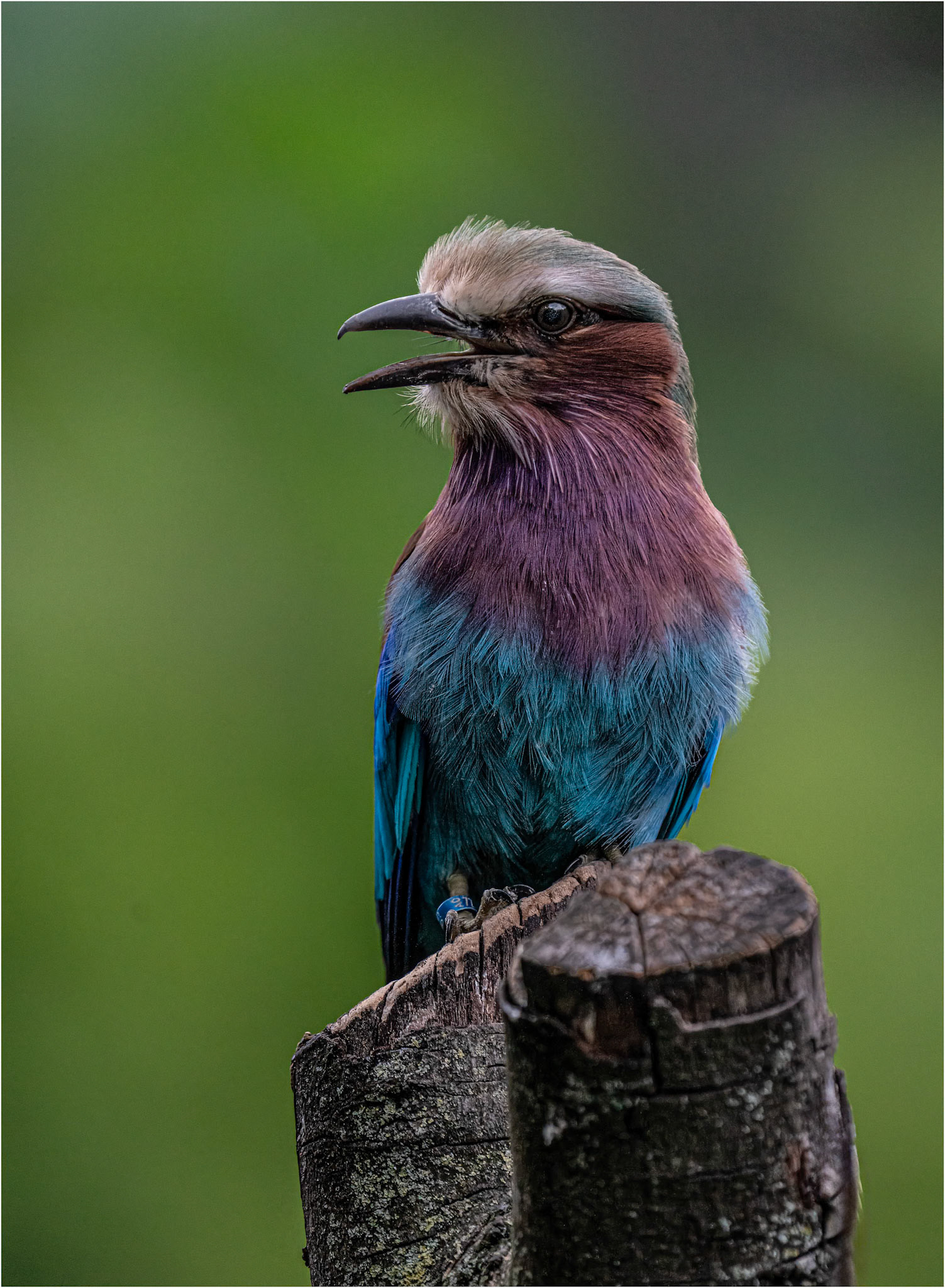 Lilac Breasted Roller