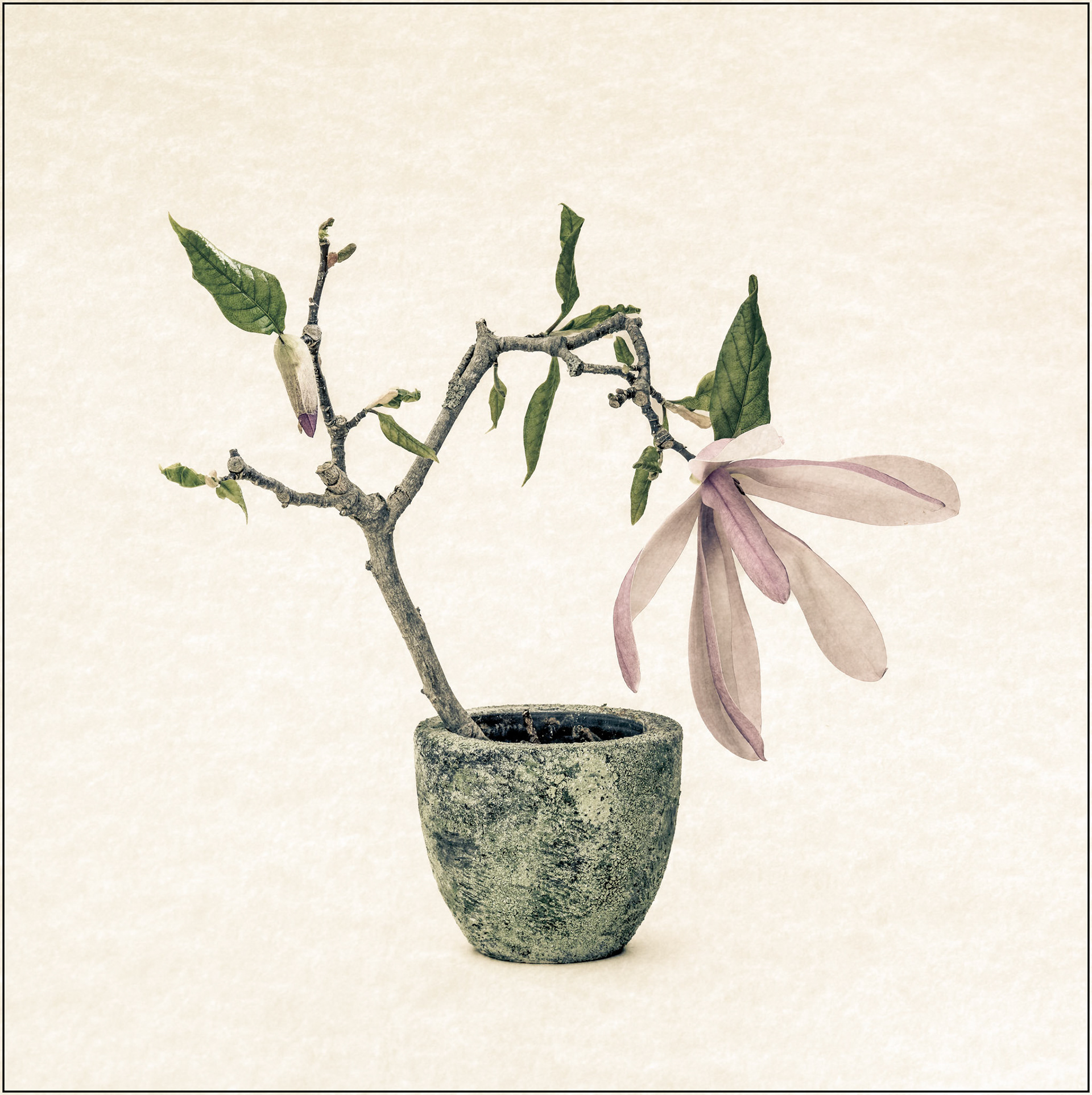 Magnolia (Print, Second Place, Advanced Prints)