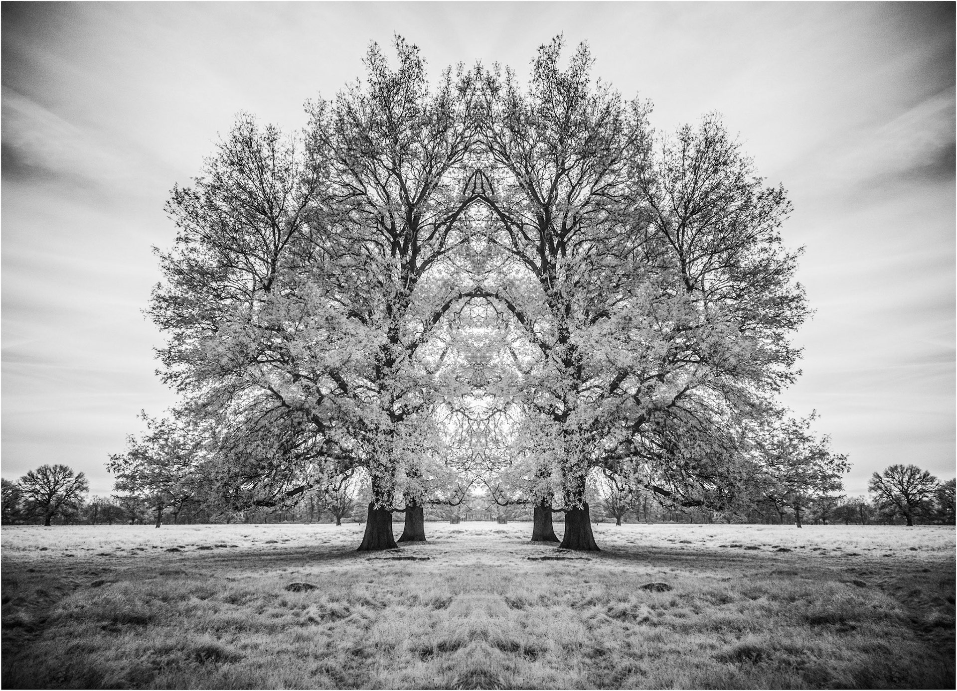 Bushy Park 2