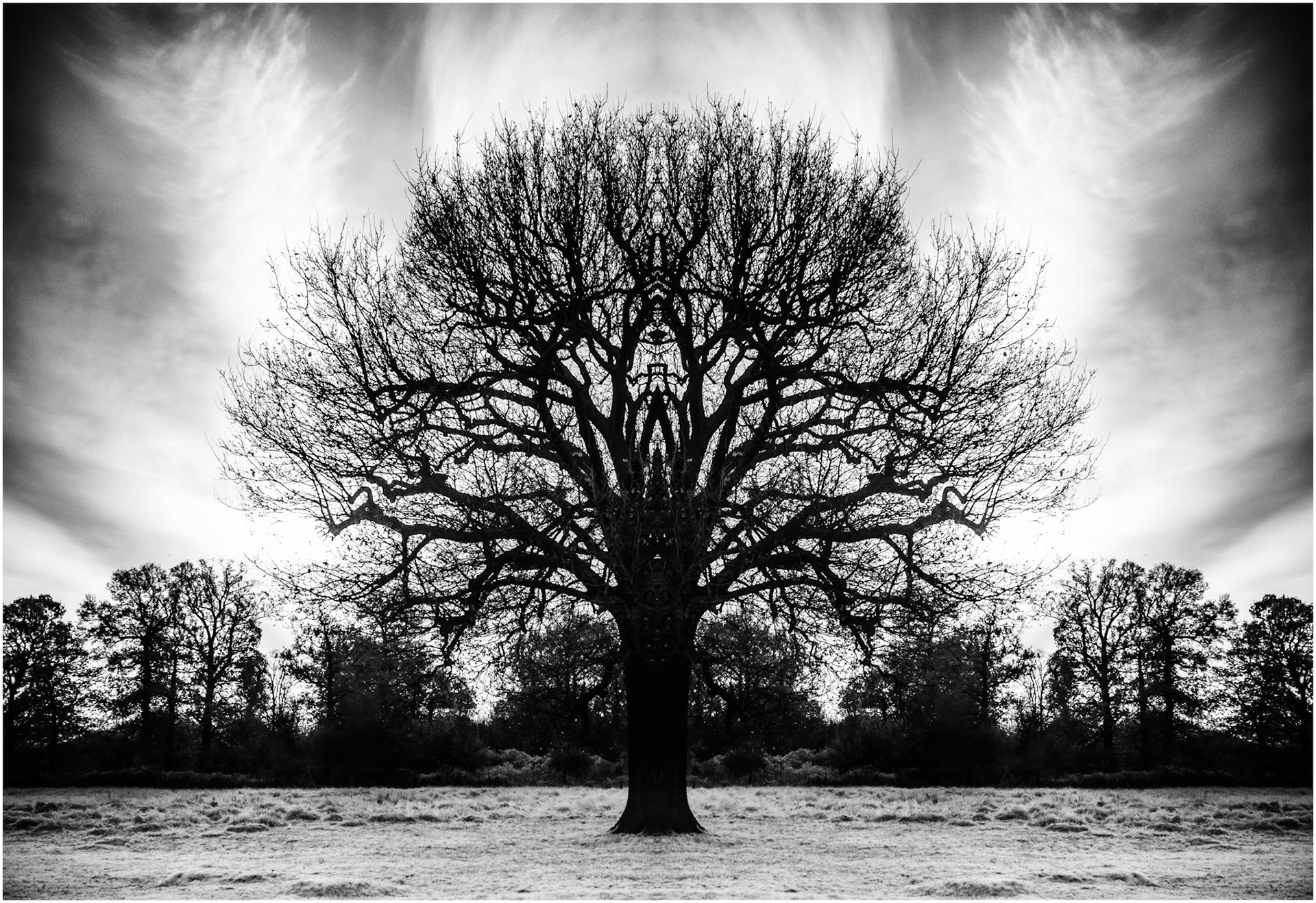 Bushy Park 3