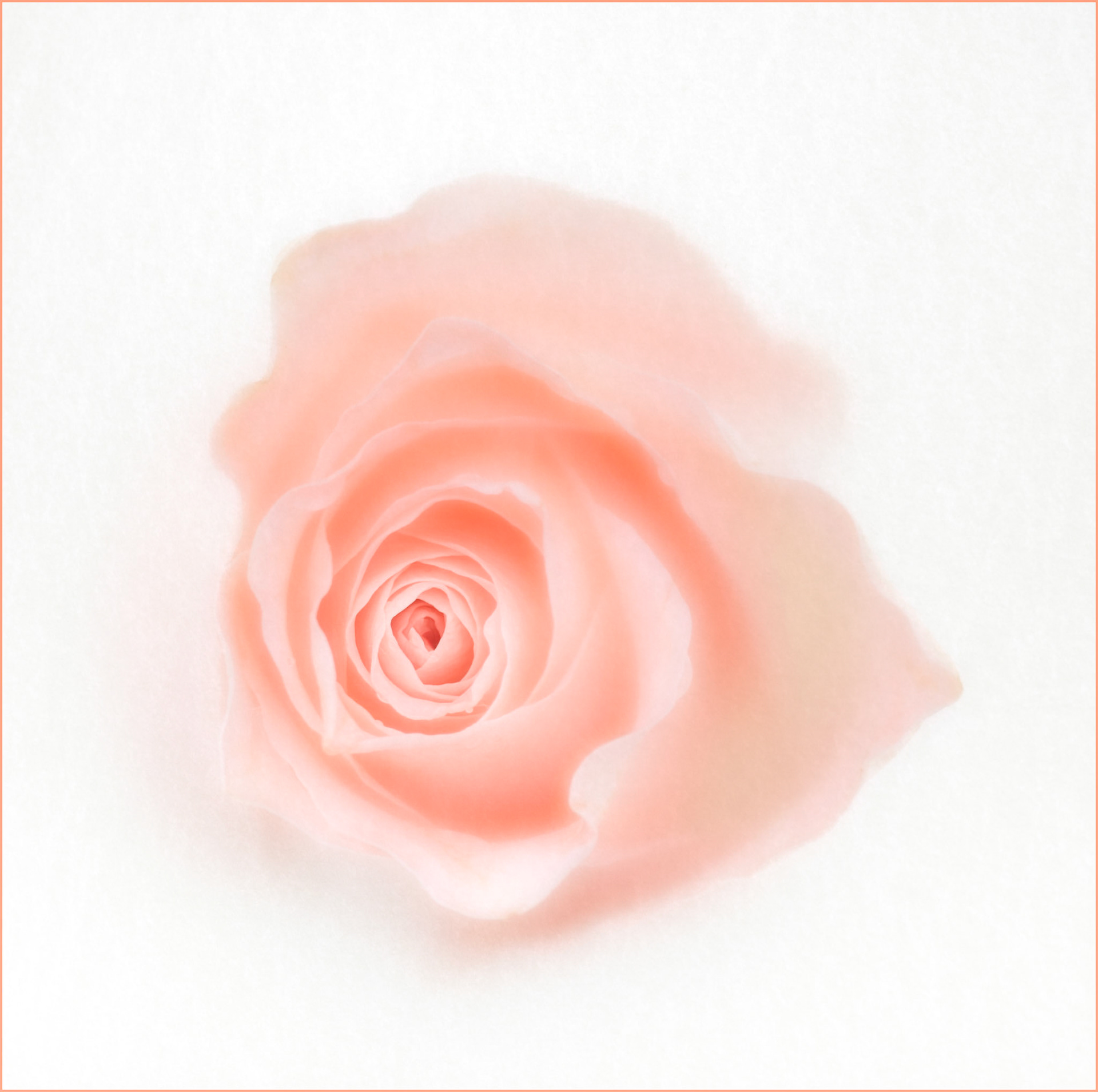 Rose (Colour Print)