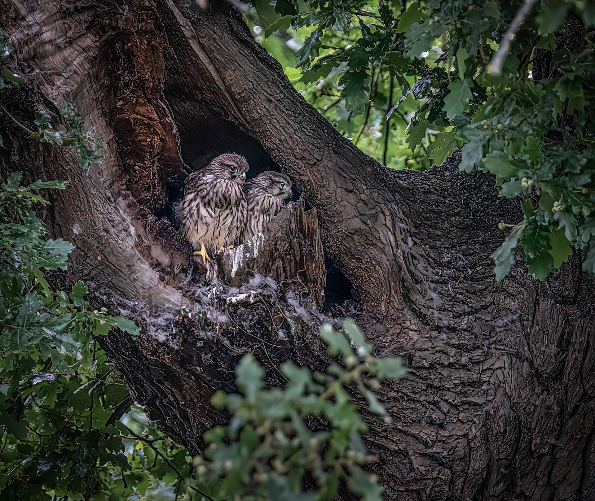 Kestrel Chickes