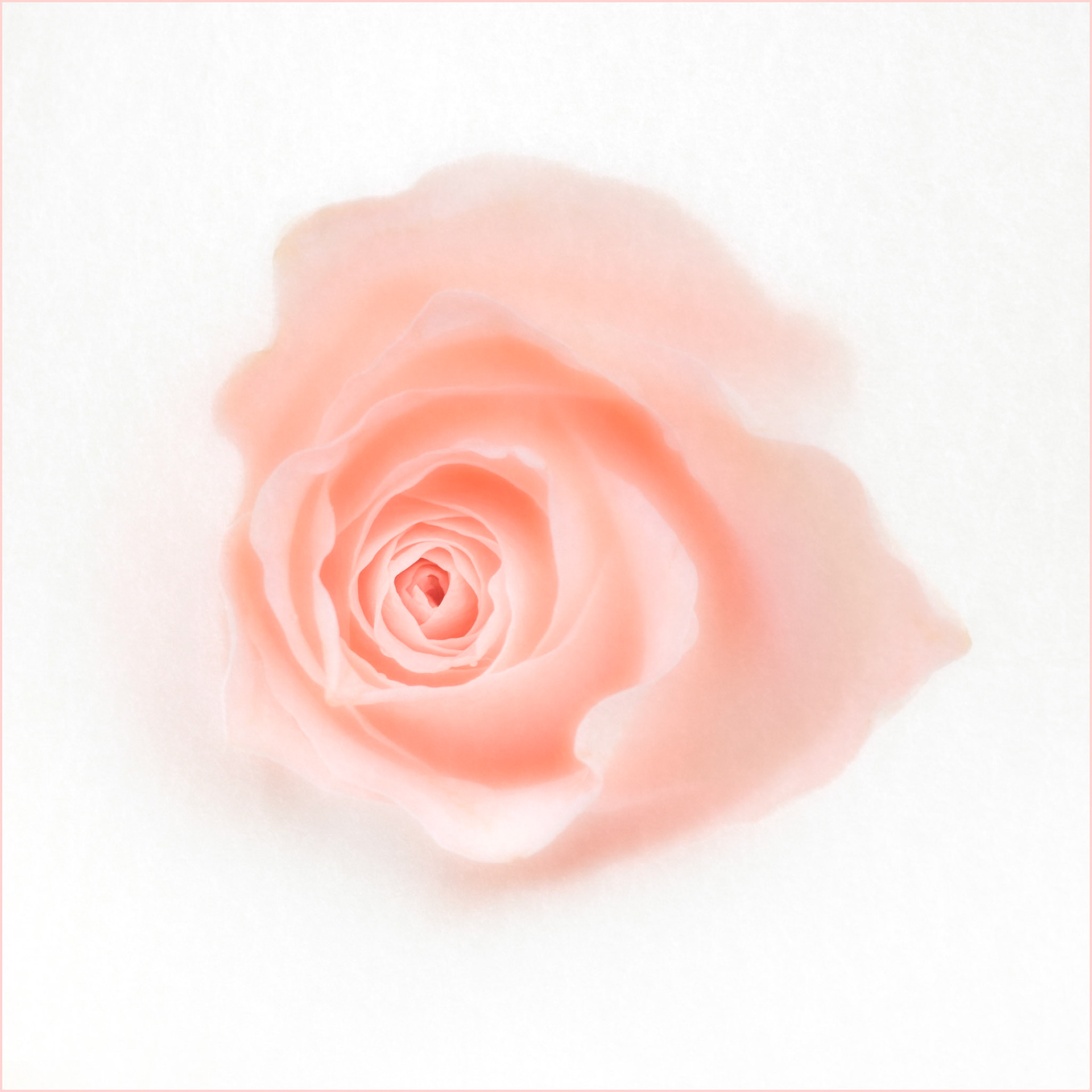 Rose (28-11-22, 10)