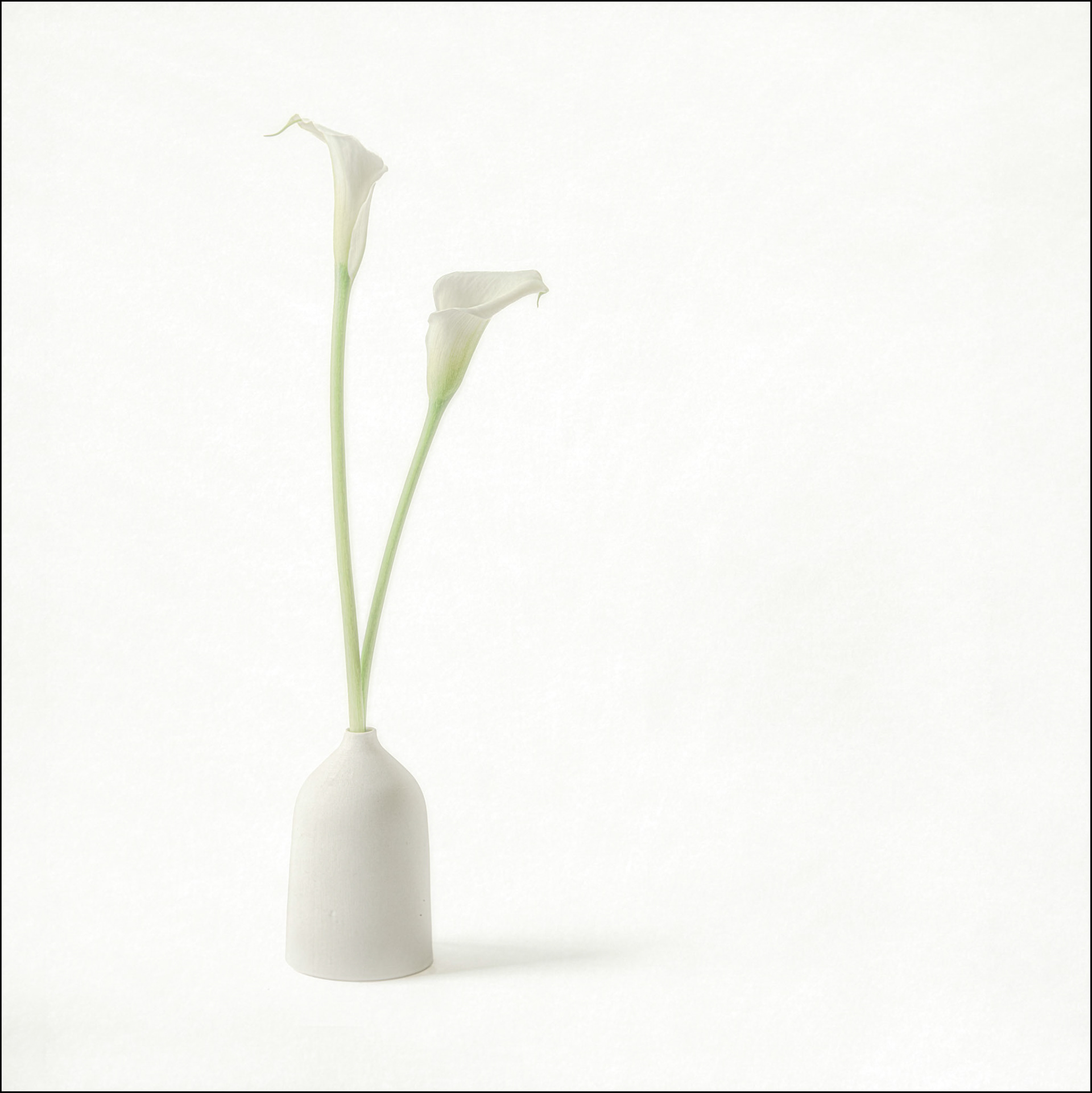 Lilies