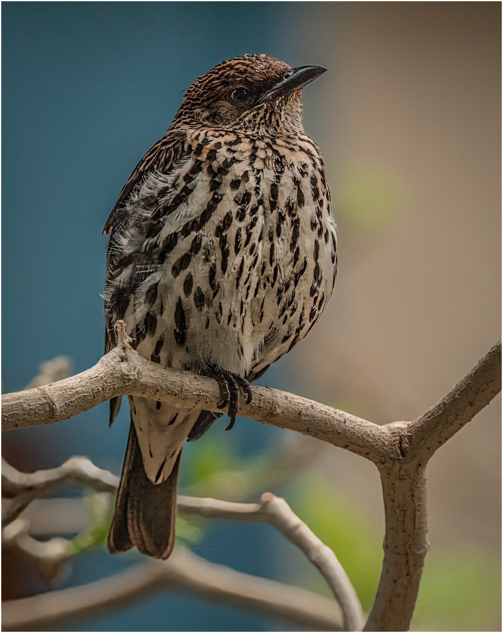 Violet Backed Starling (Female)