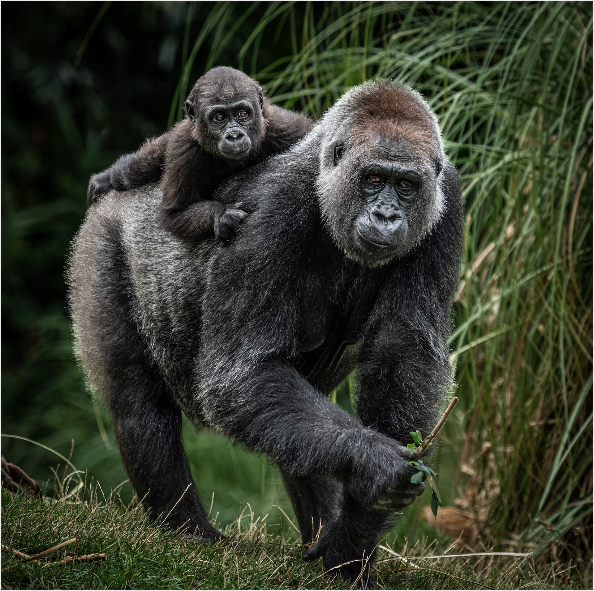 Western Lowland Gorilla and Infant
