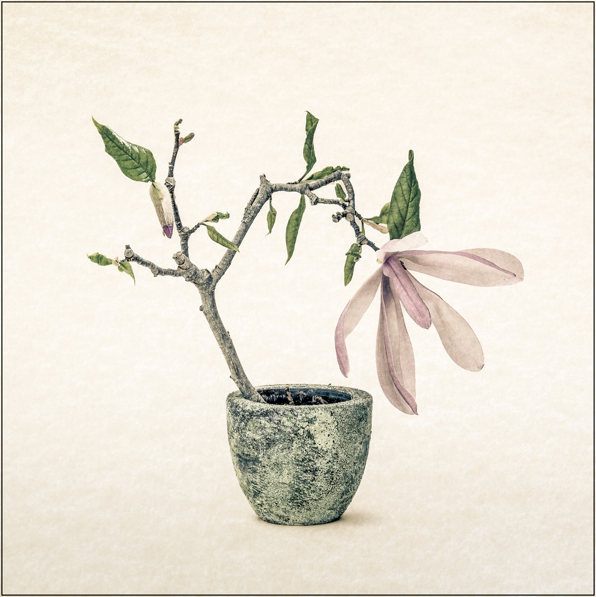 Magnolia (11/15)