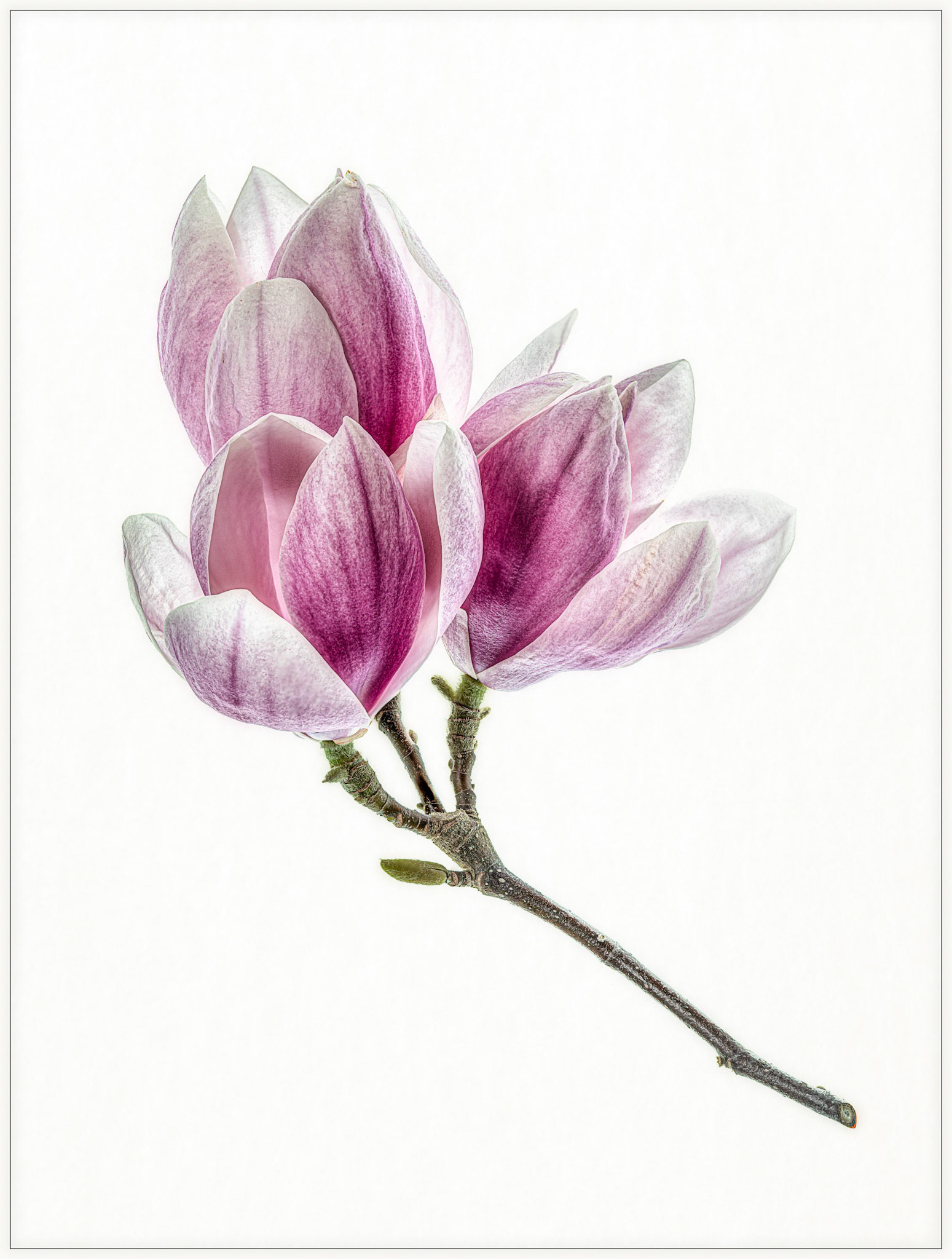 Magnolia (Print, Accepted)