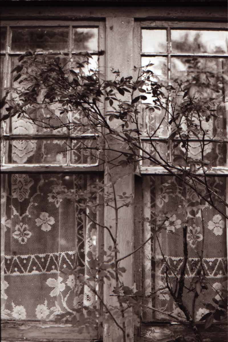 Brigus, roadside window, 2021