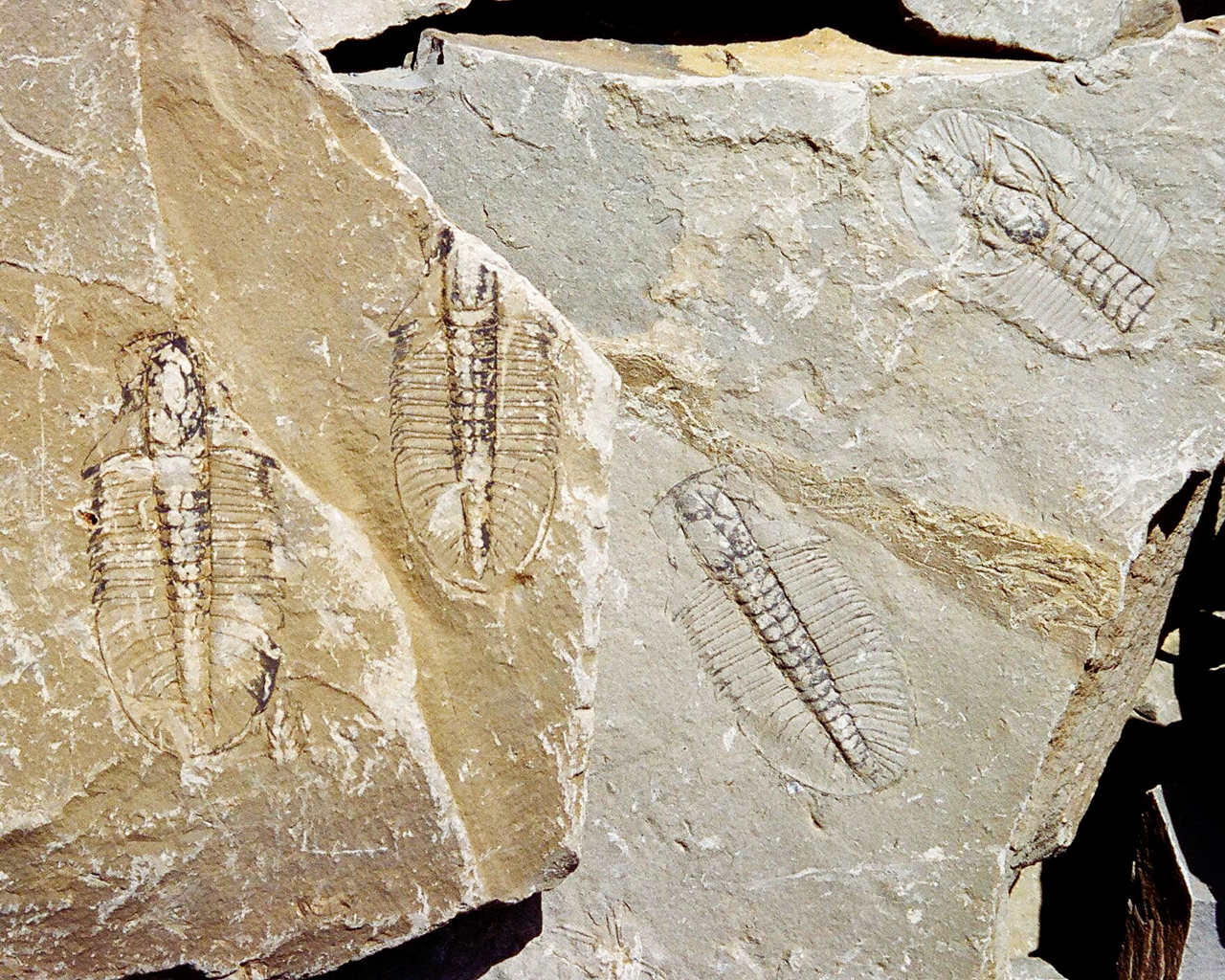 Nature of Things. Burgess Shale, analog film 2008