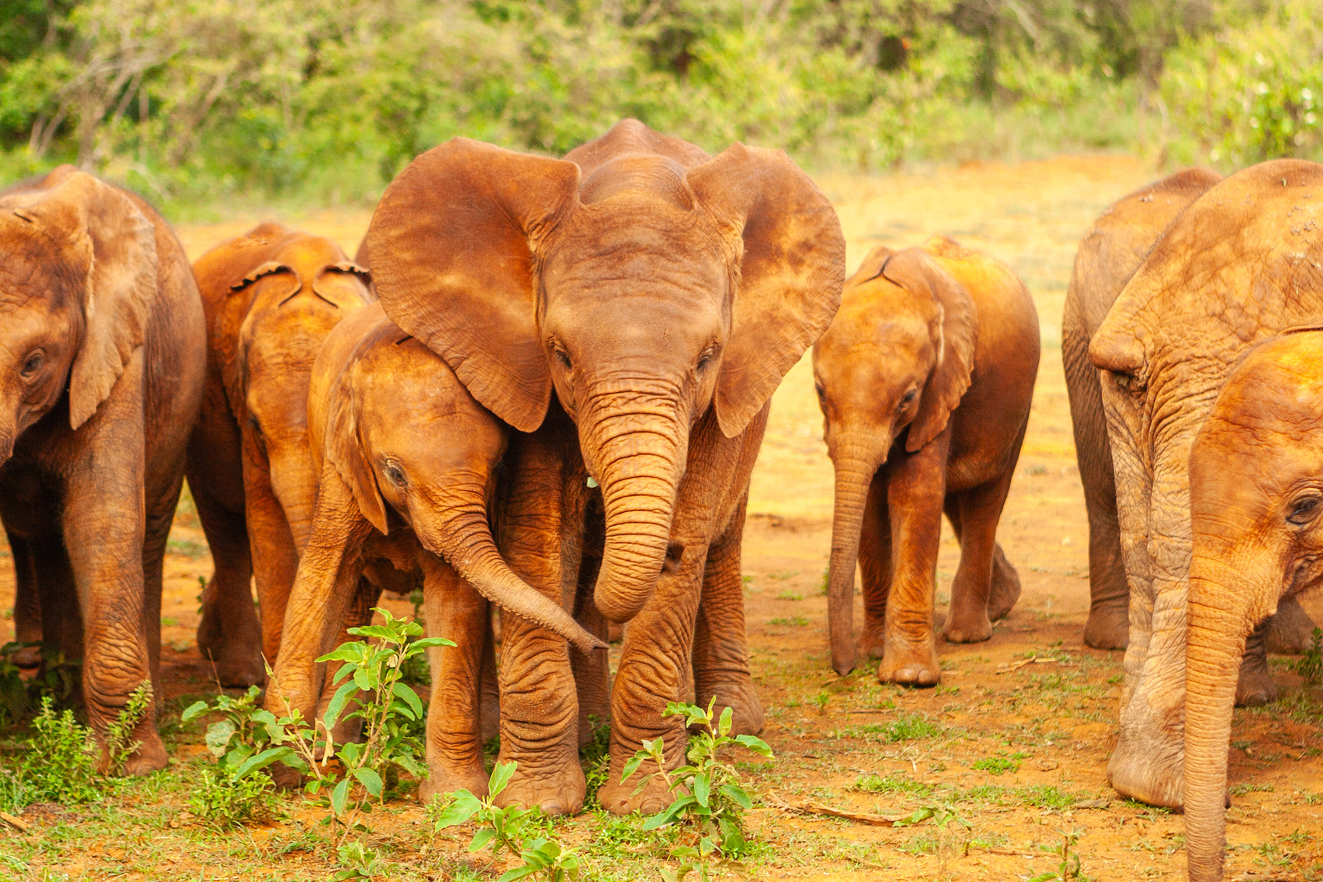 Nature of Things. DSWT nursery, Nairobi 2010