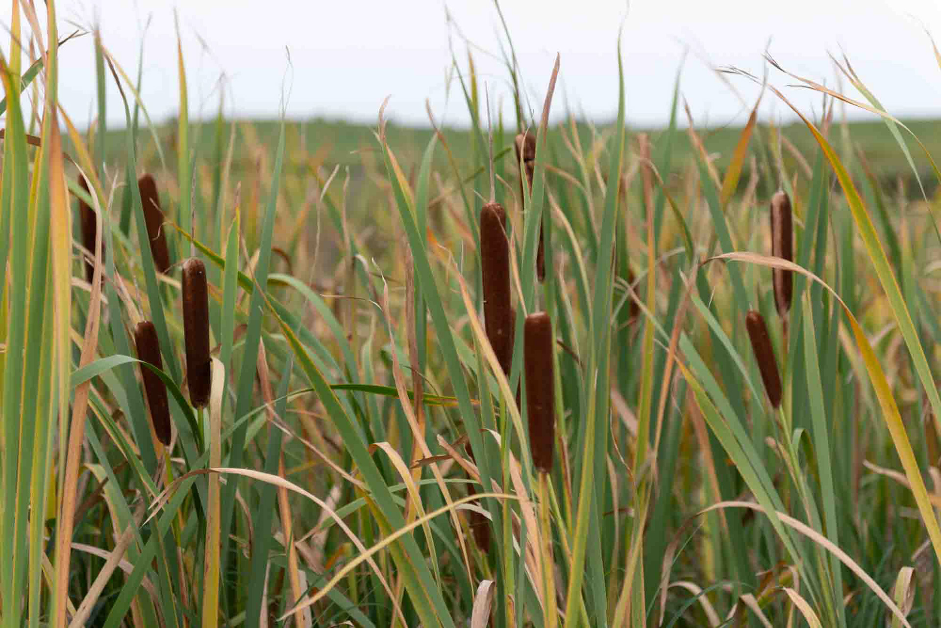 McConnell Slough, Manitoba  2012