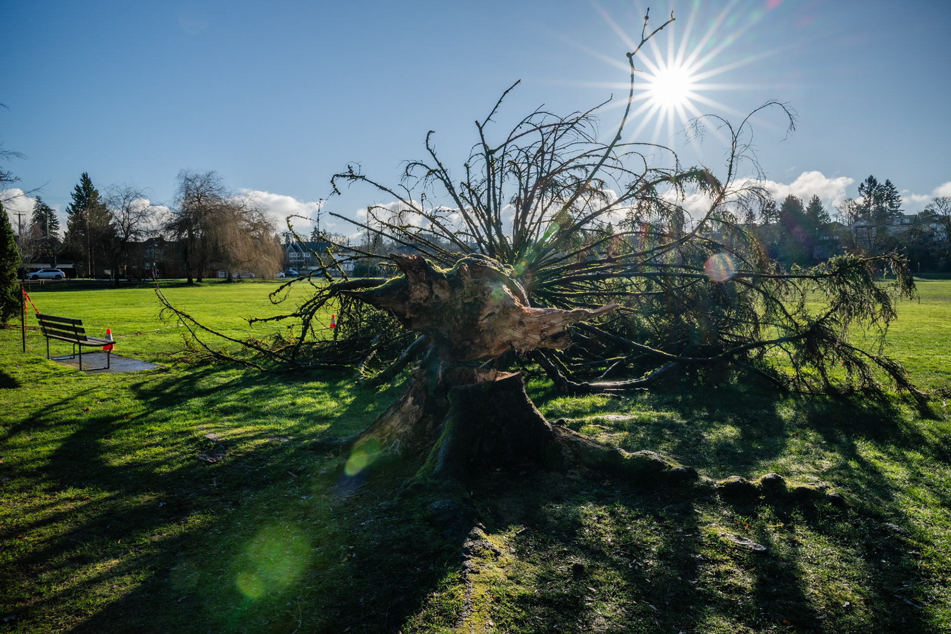Douglas park tree blow down Vancouver