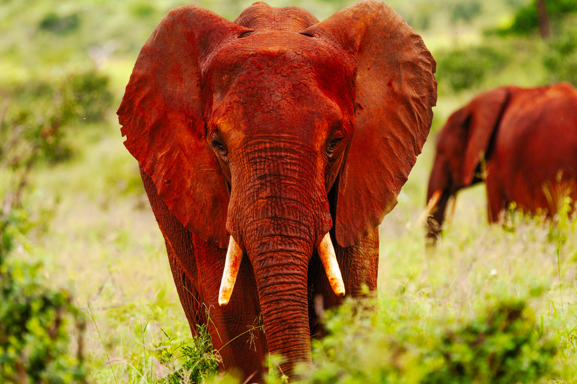 Nature of Things. DSWT, Tsavo, Kenya 2010
