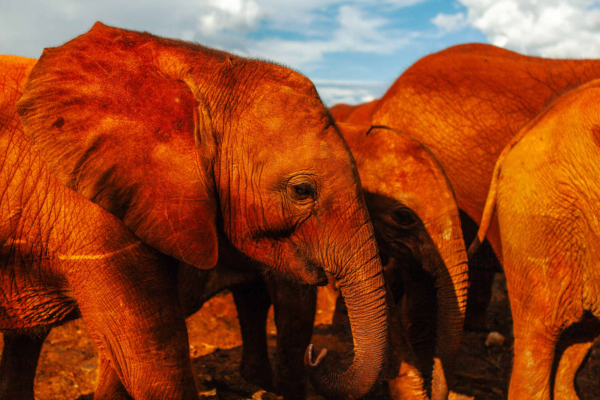 Nature of Things. DSWT nursery, Nairobi 2010