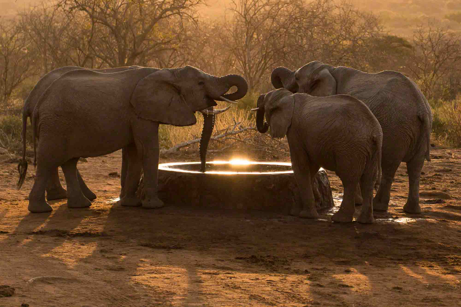 Nature of Things. Tsavo, Kenya 2013