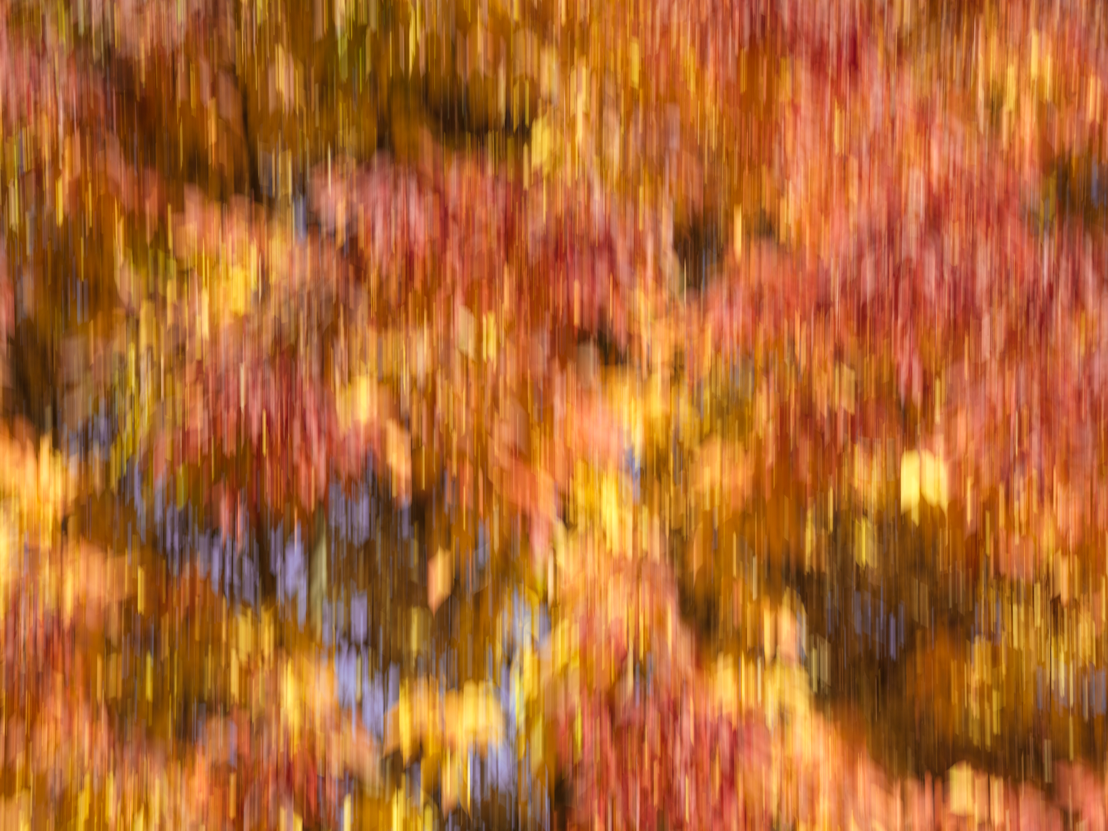 fall leaves