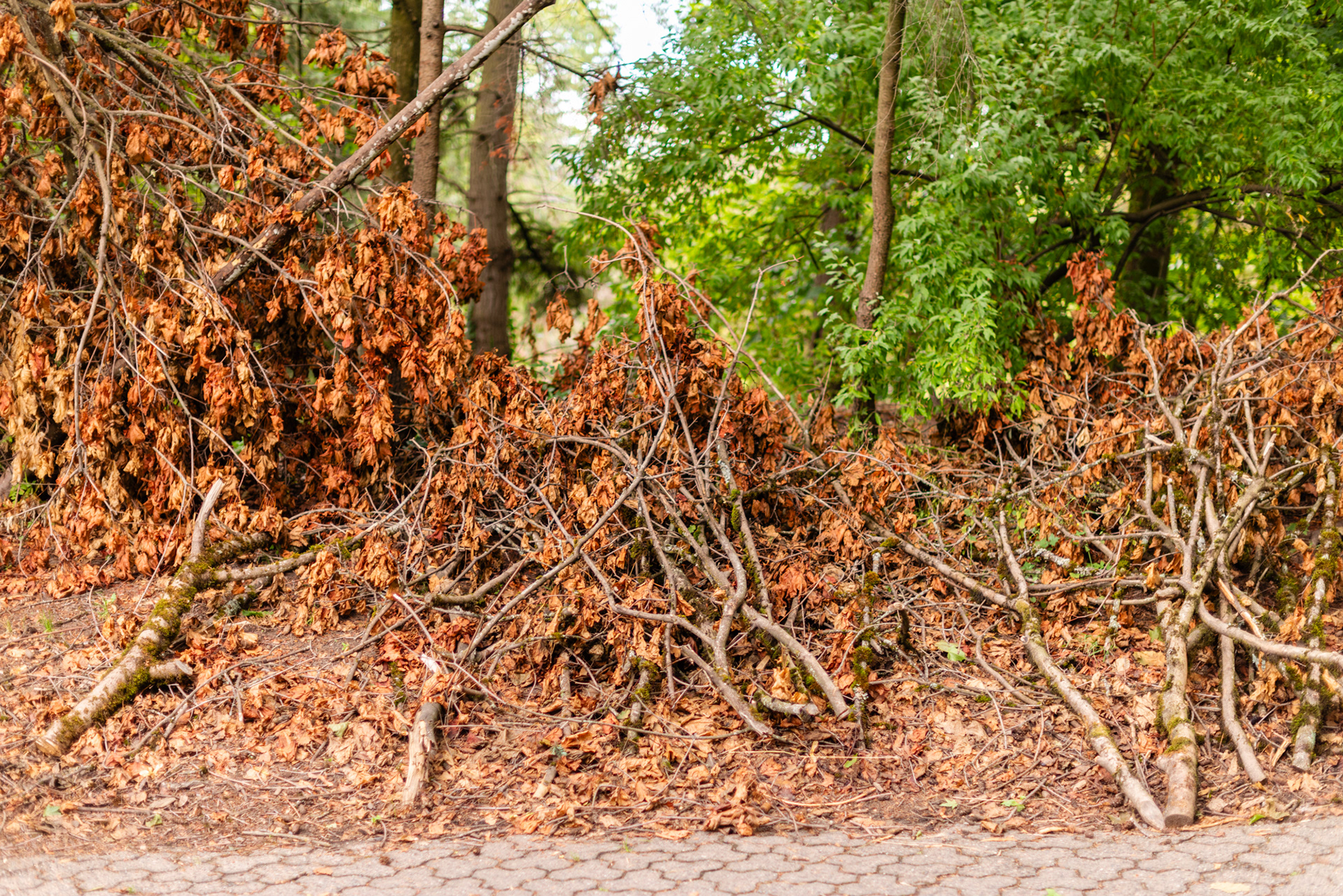  tree debris, Charleson Park Vancouver 2024