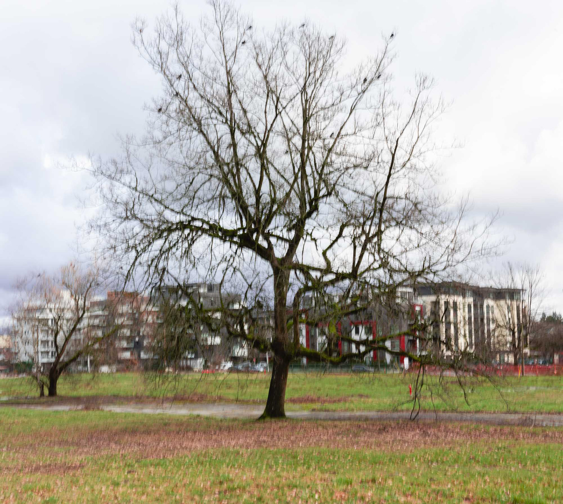  Little Mountain, Vancouver BC