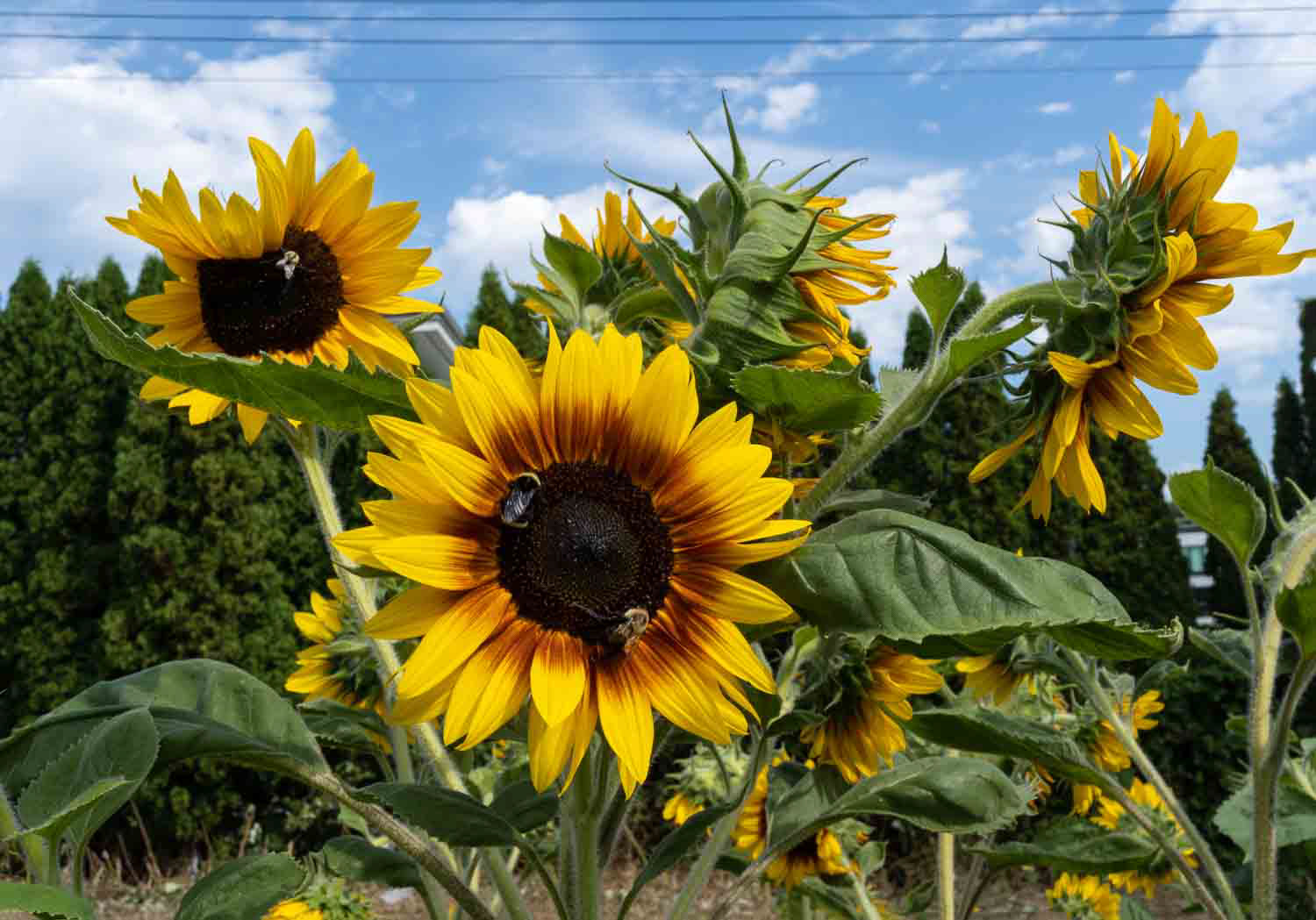  sunflowers and bees, Arbutus Greenway, Vancouver.  2022 