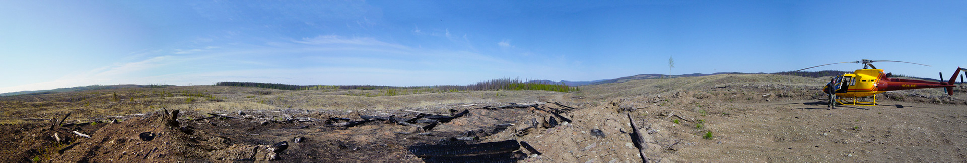 Nature of Things. Mountain Pine Beetle clear cut, Cariboo, BC 2007
