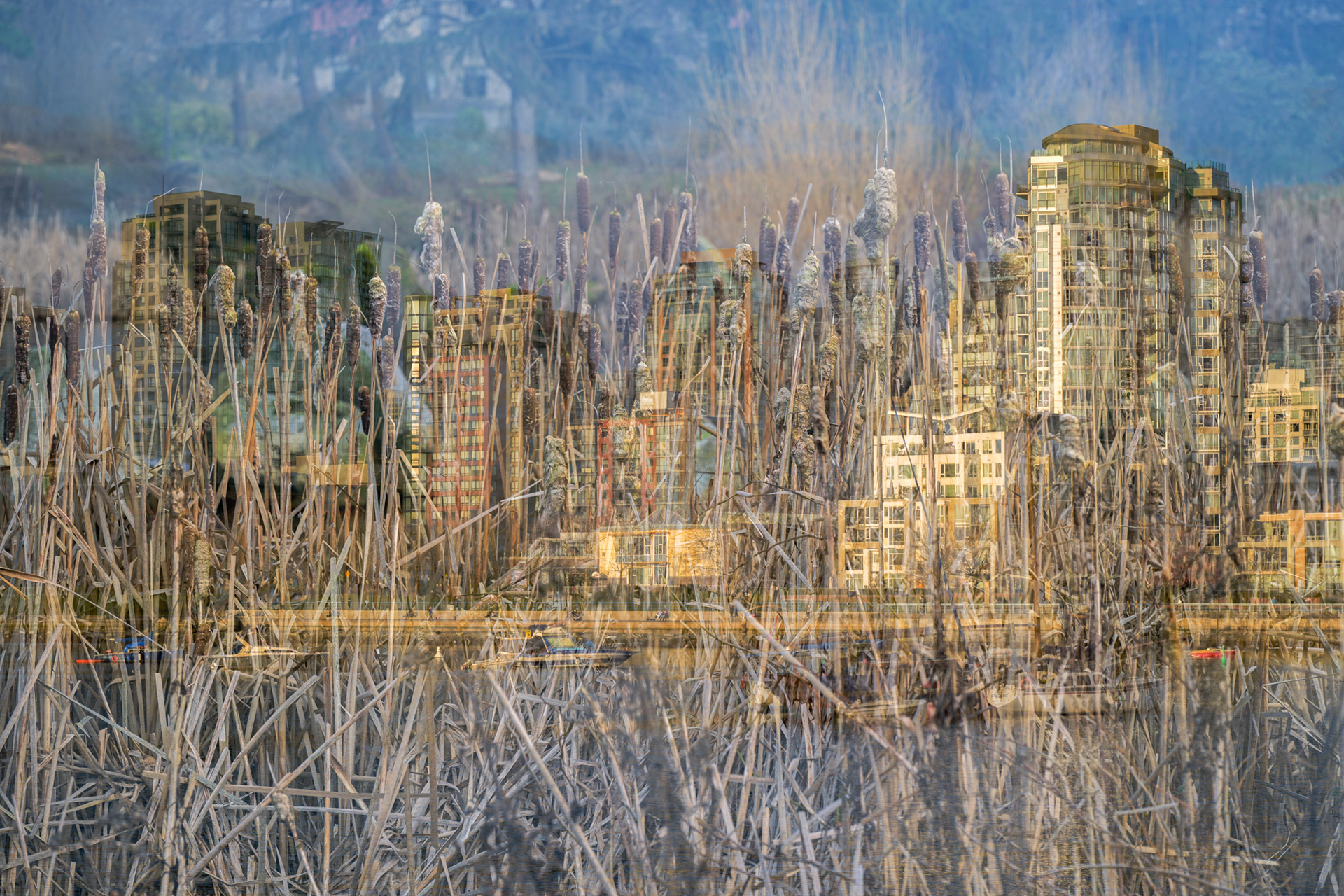 double exposure, Charleson Park marsh and False Creek