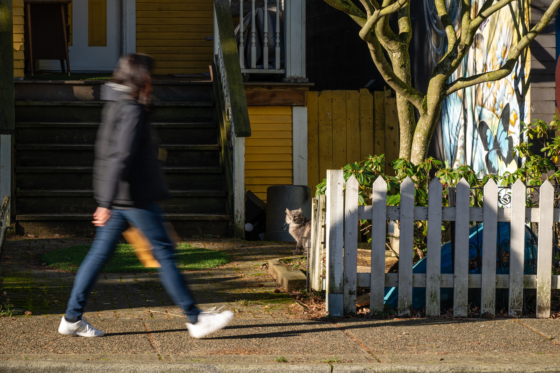 Strathcona cats rule. 2025