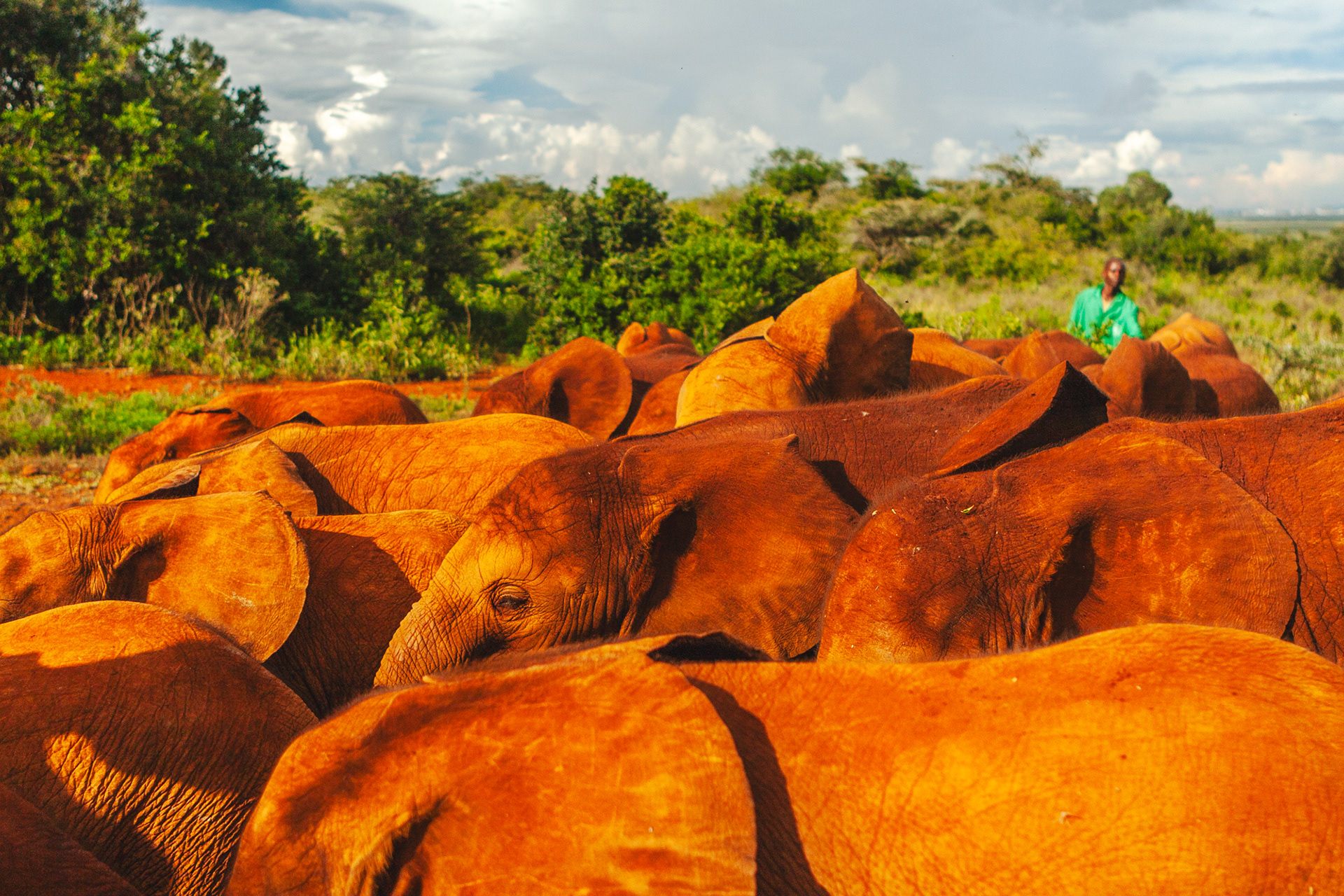 Nature of Things. DSWT nursery, Nairobi 2010