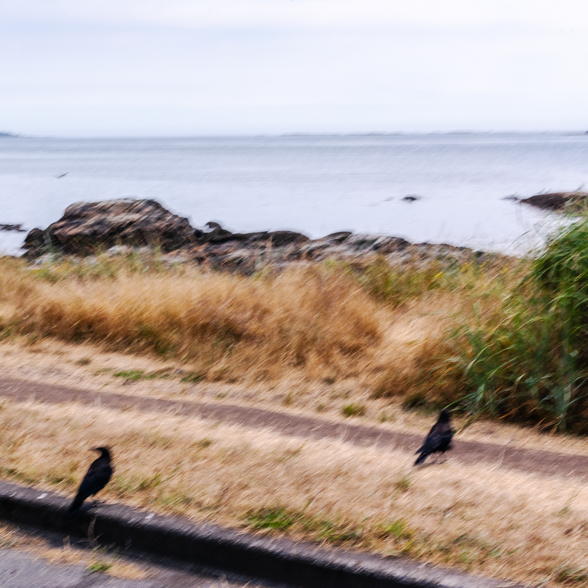 Cattle Point crows Victoria BC