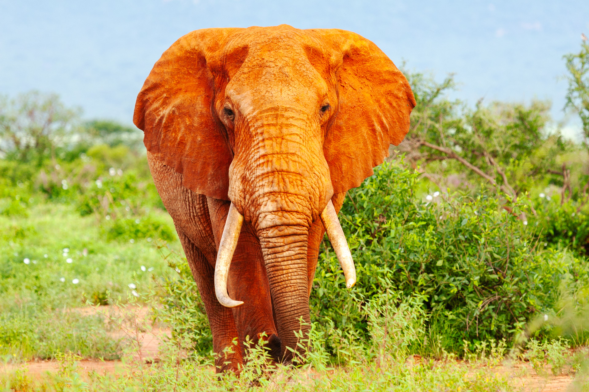 Nature of Things. Tsavo, Kenya 2010