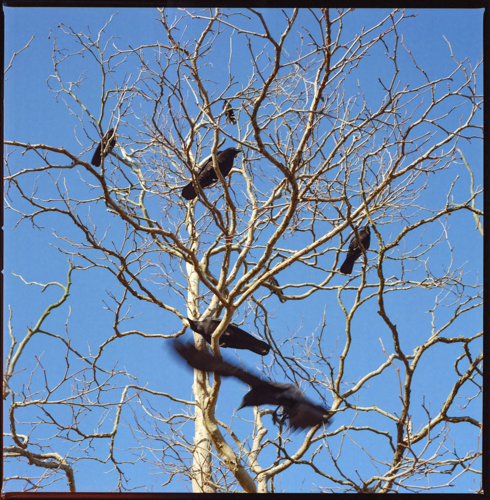 Crows analog film