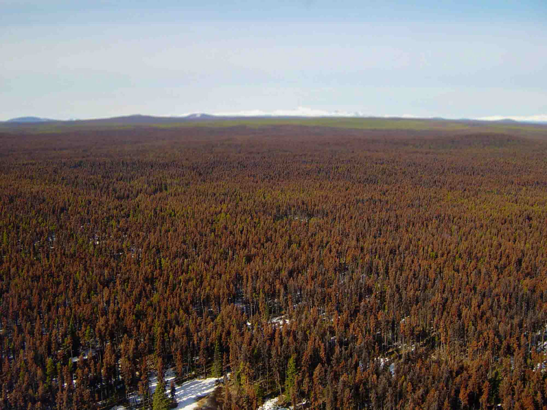 Mountain Pine Beetle, Cariboo, BC 2007 