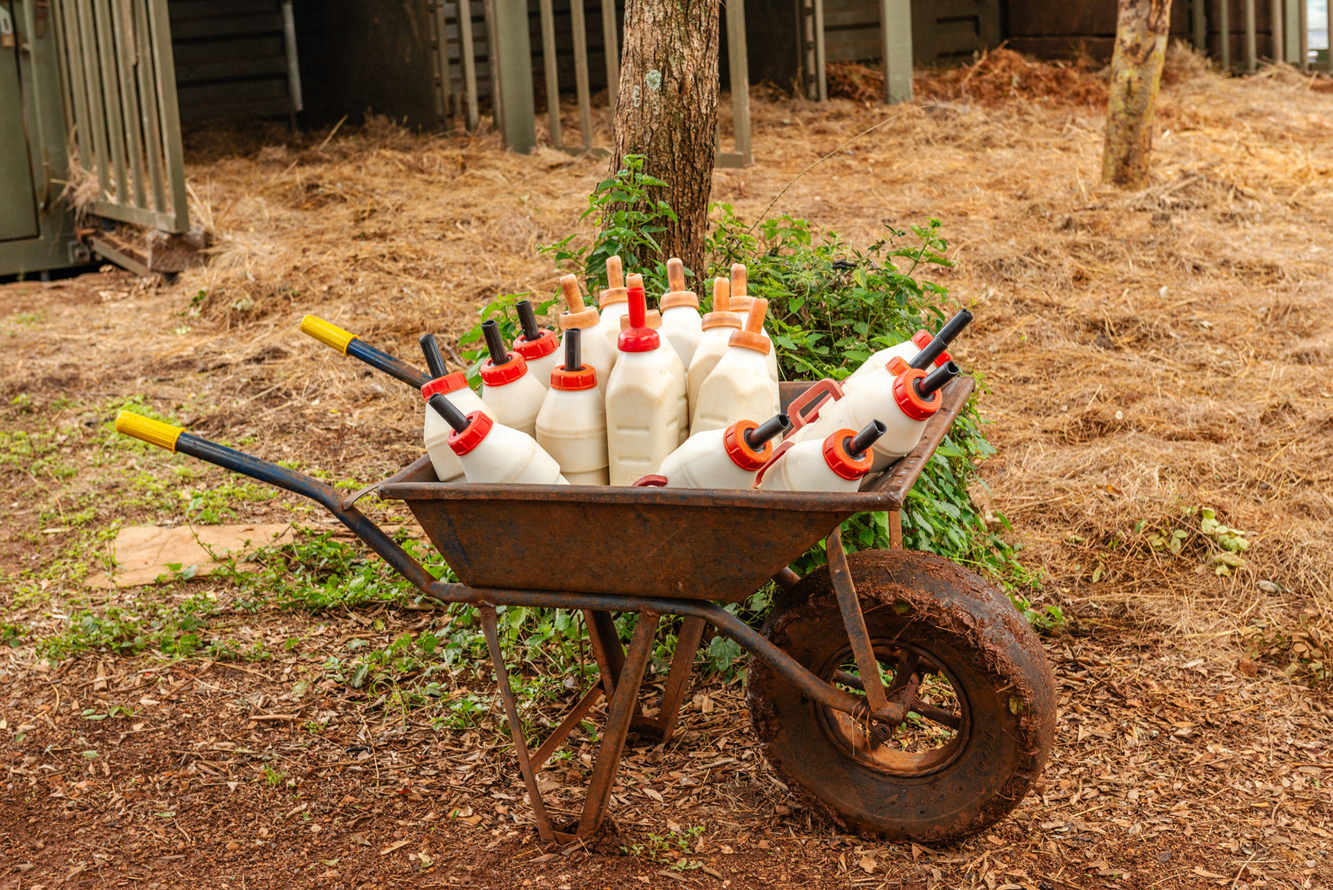 Nature of Things. DSWT nursery, Nairobi 2010