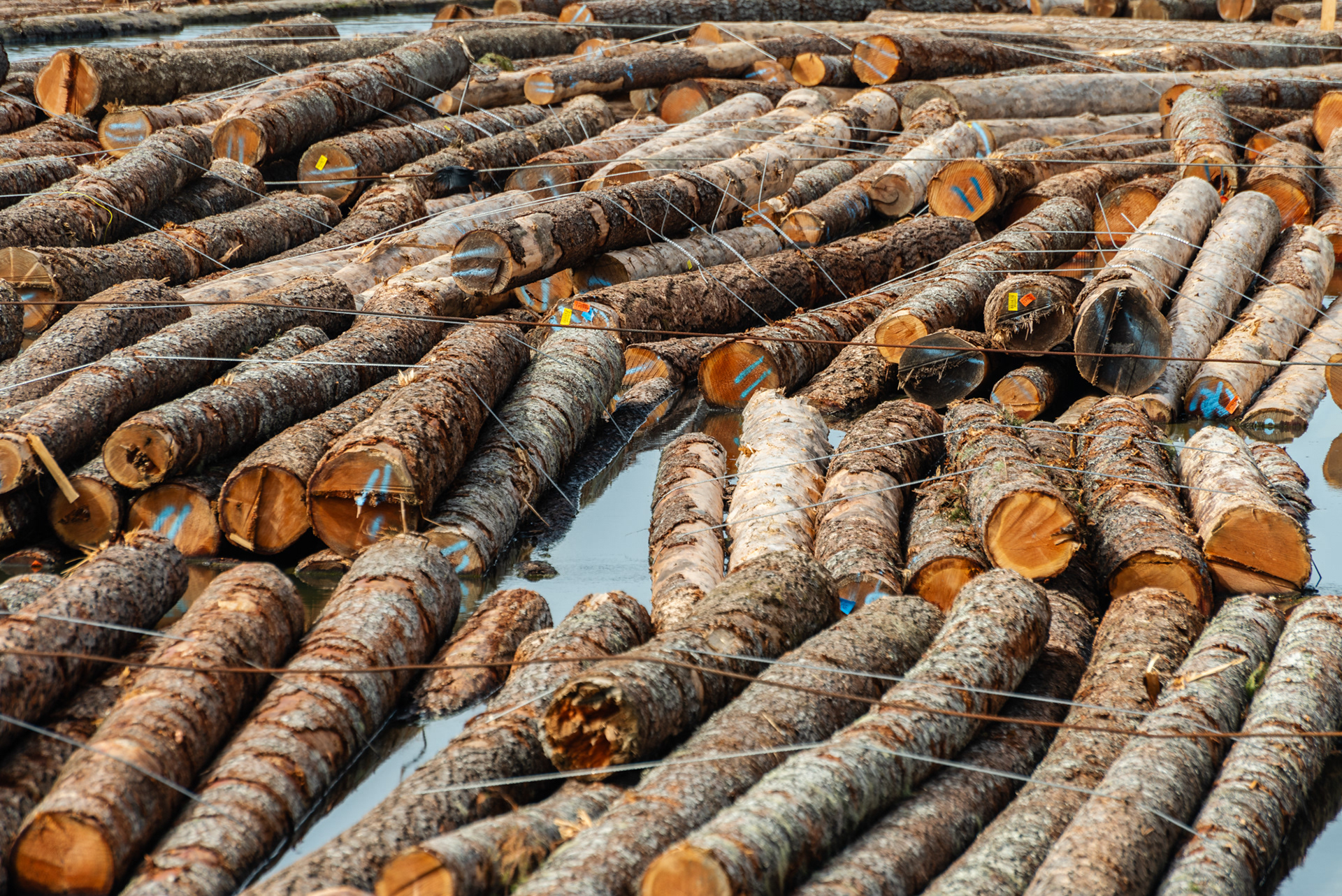 Carbon captured, Fraser river log boom 2024