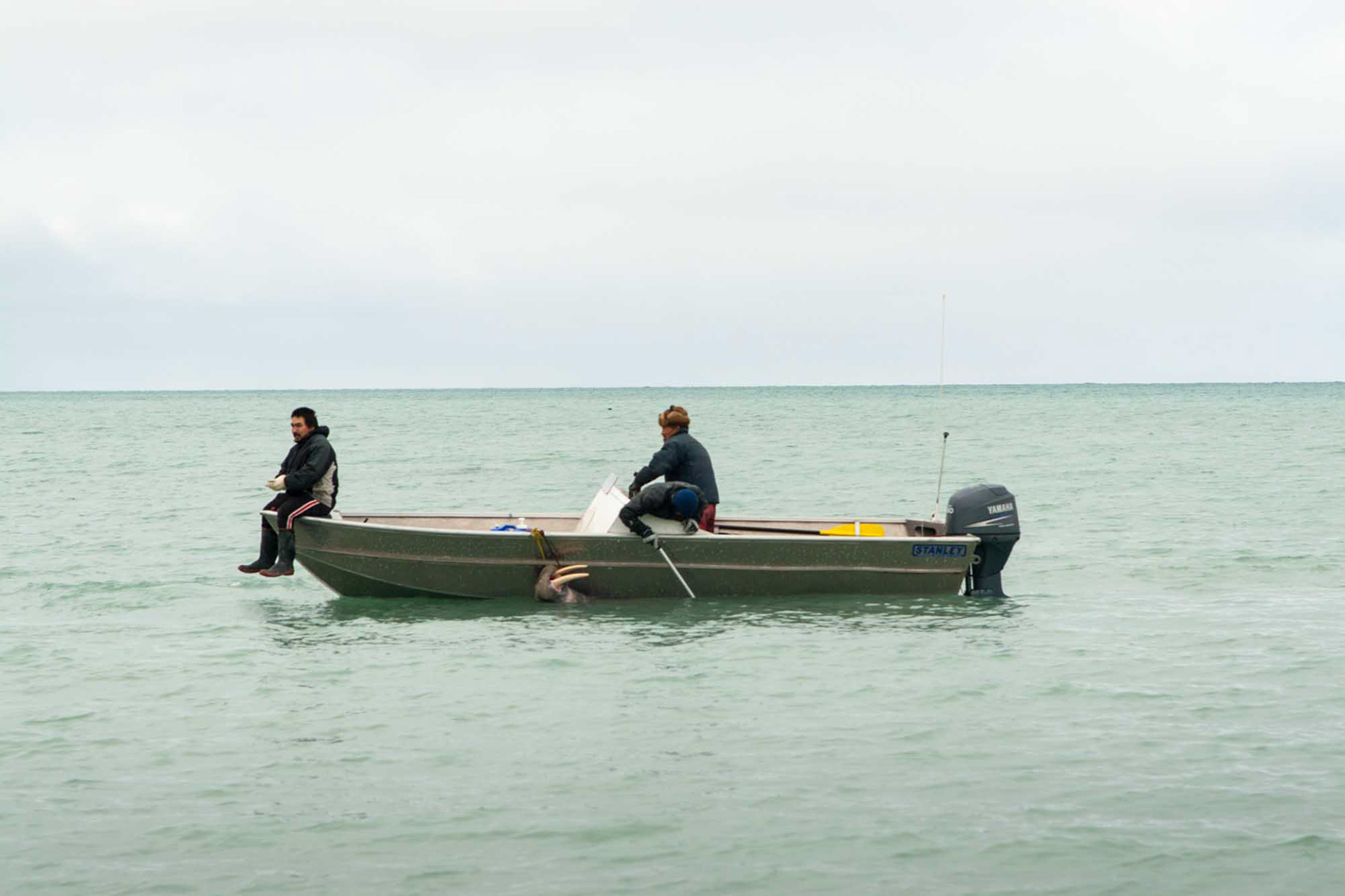 Walrus, Hall Beach, Nunavut, 2007