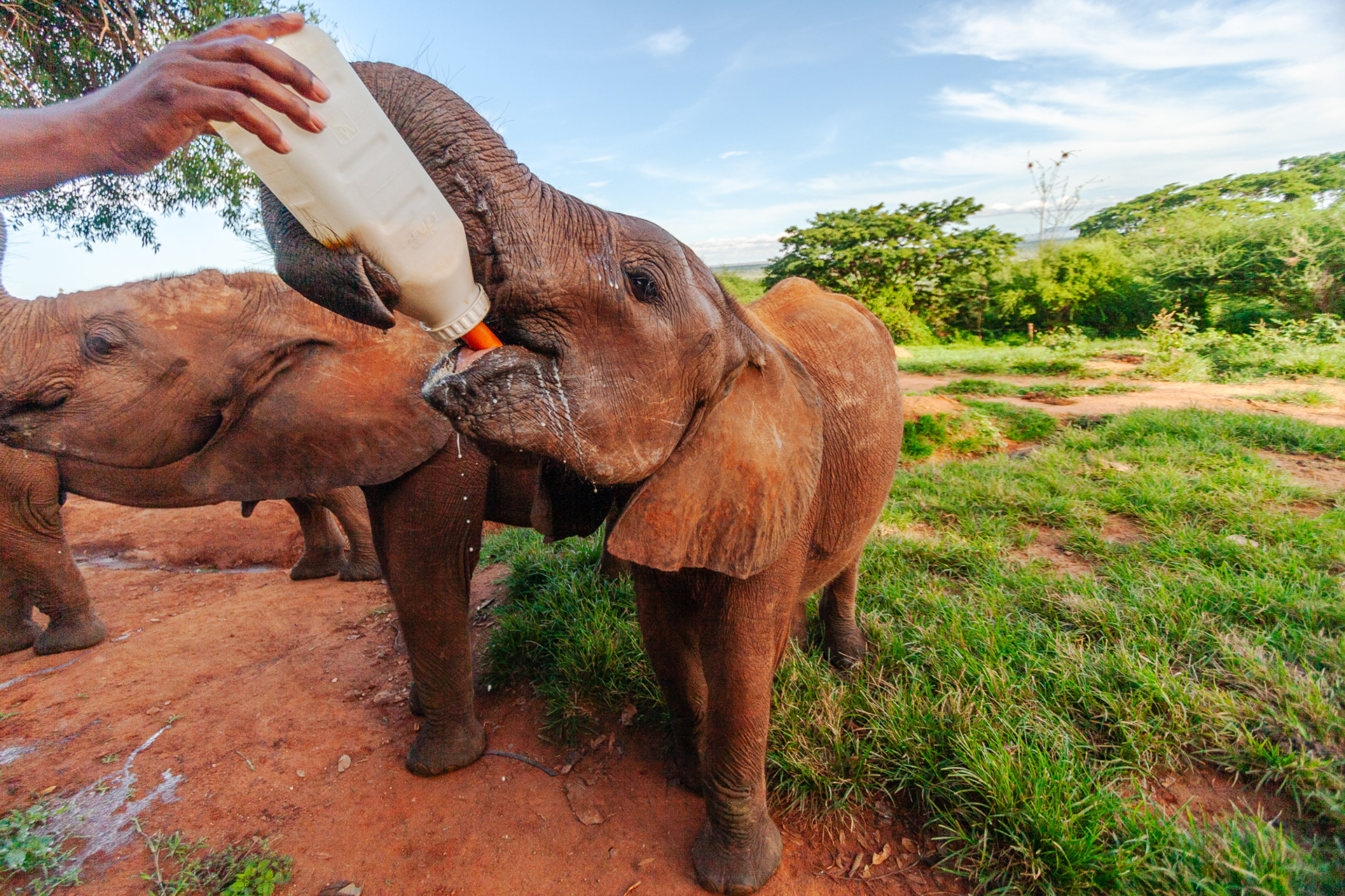 Nature of Things. DSWT  Ithumba Tsavo, Kenya 2010