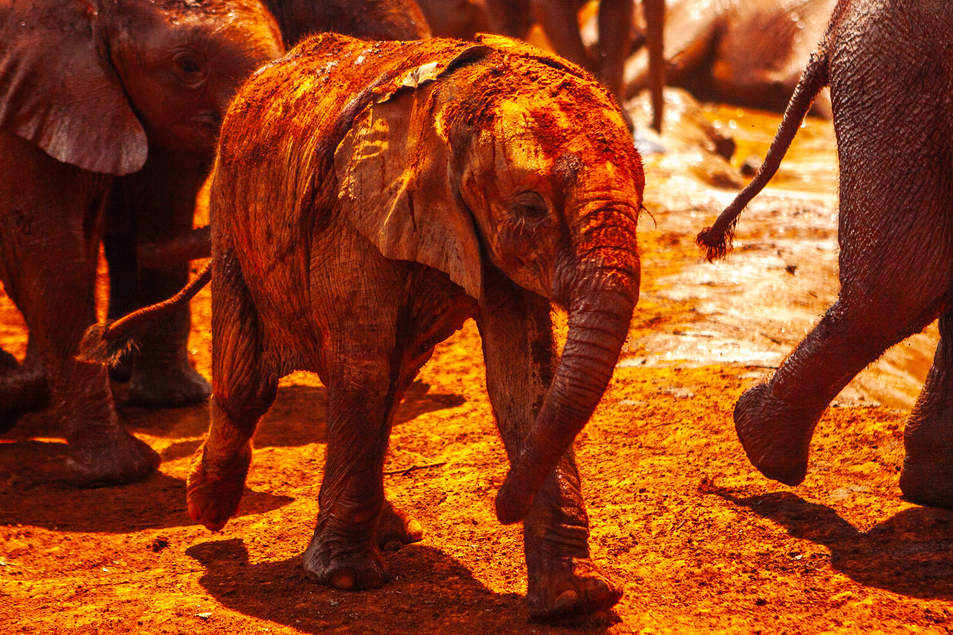 Nature of Things. DSWT nursery, Nairobi 2010