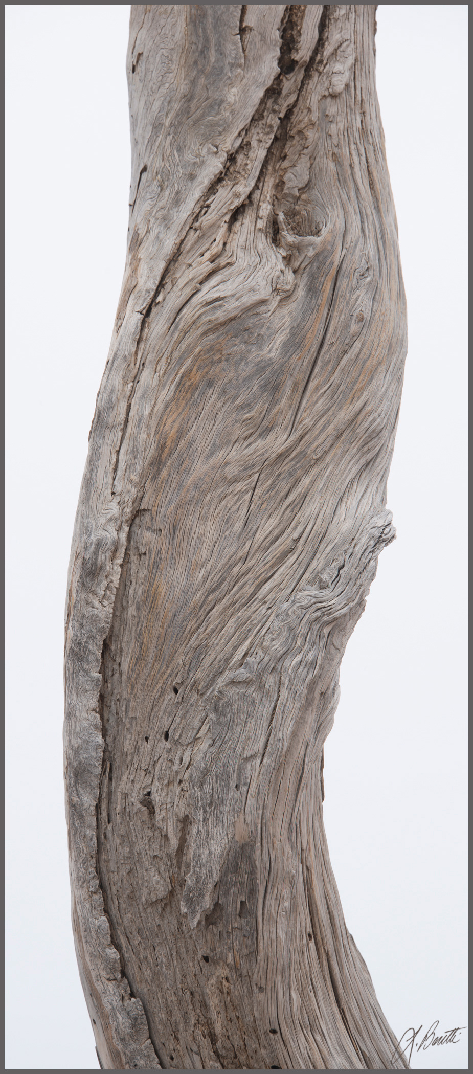 Aged Twisted Tree