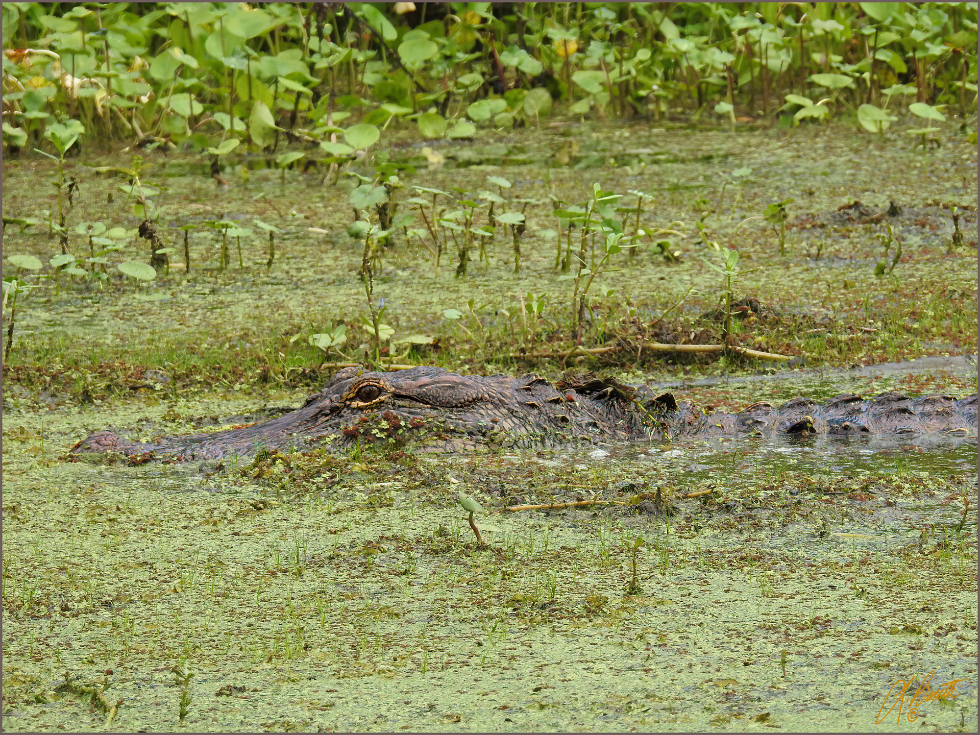 Alligator Eyes