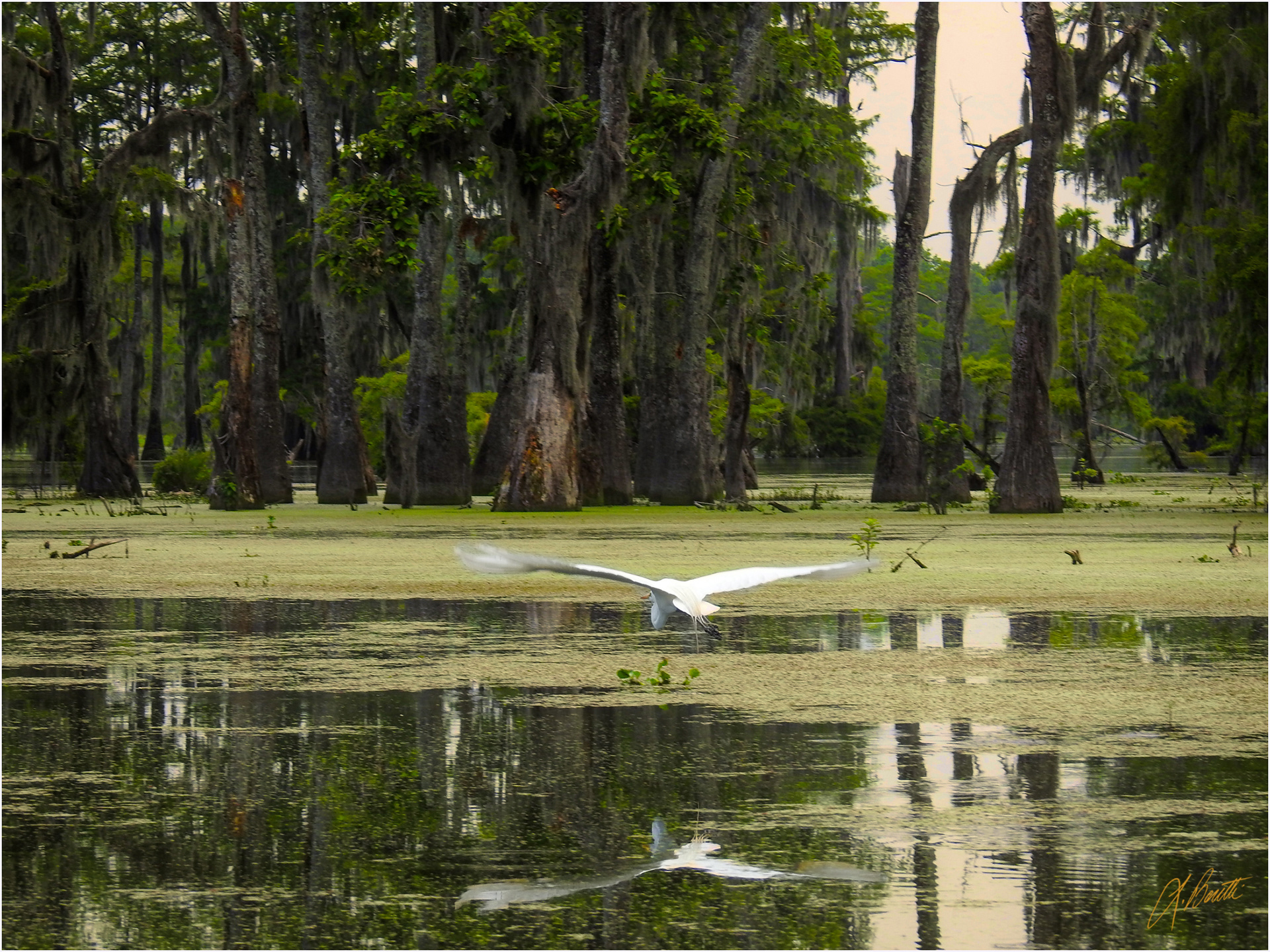 Gliding Egret