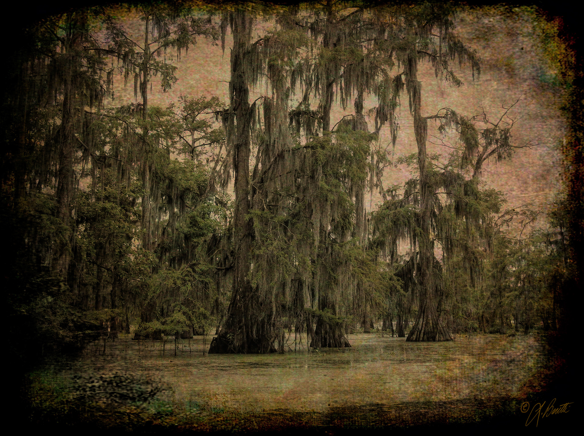 Forest Wetlands