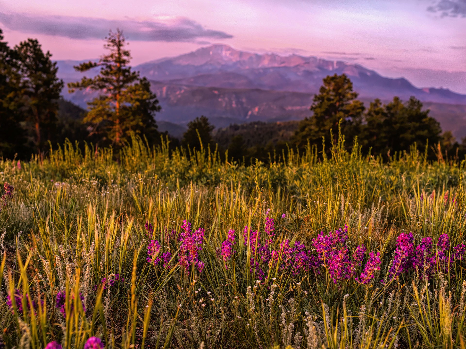 Purple Mountains Majesty