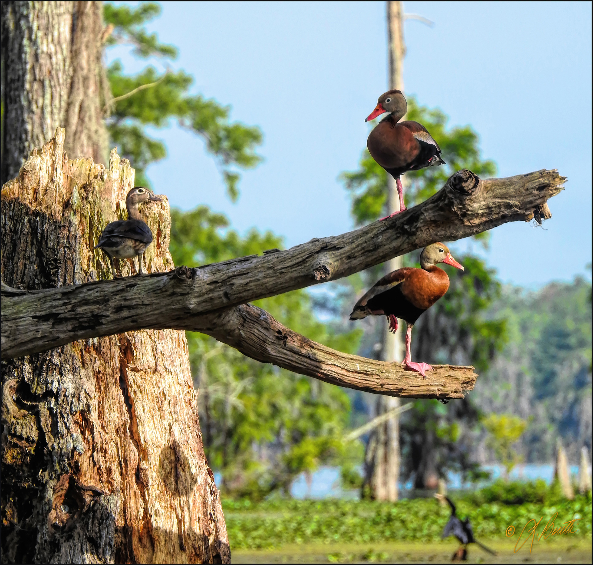 Ducks on the Bayou