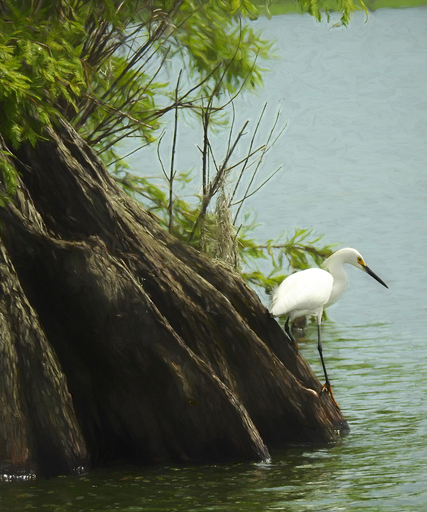 Bird Art on the Bayou