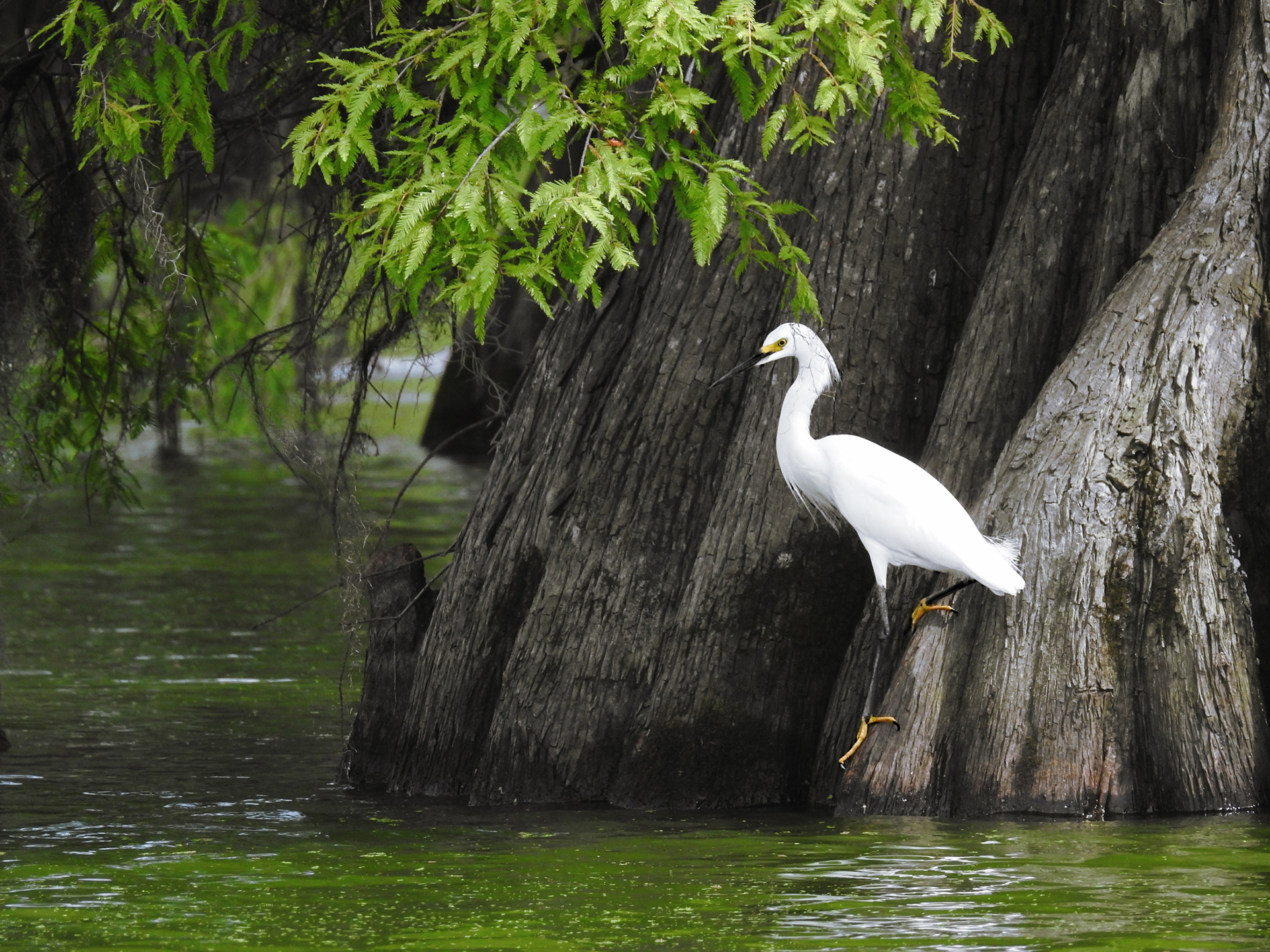 White Egret on the Bayou